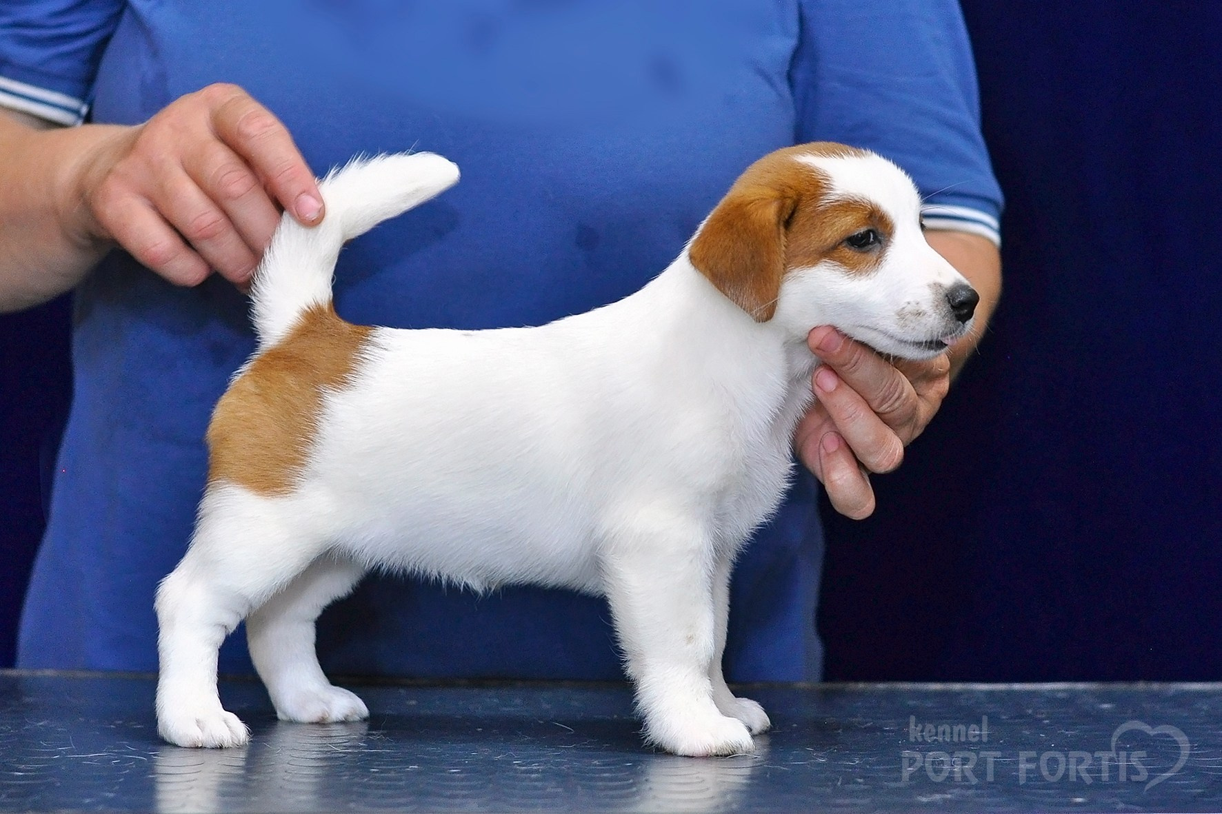 2026 Litter C-K female 2. Щенки джек рассел терьера, питомник РКФ, питомник джек рассел терьеров, питомник Порт Фортис, kennel PORT FORTIS