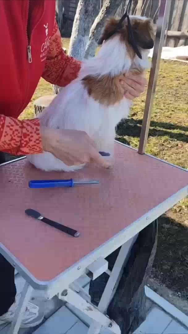 Груммерские ножи для тримминга жесткошерстных джек рассел терьеров купить. КАНЕ МАЭСТРО — питомник Джек рассел терьеров