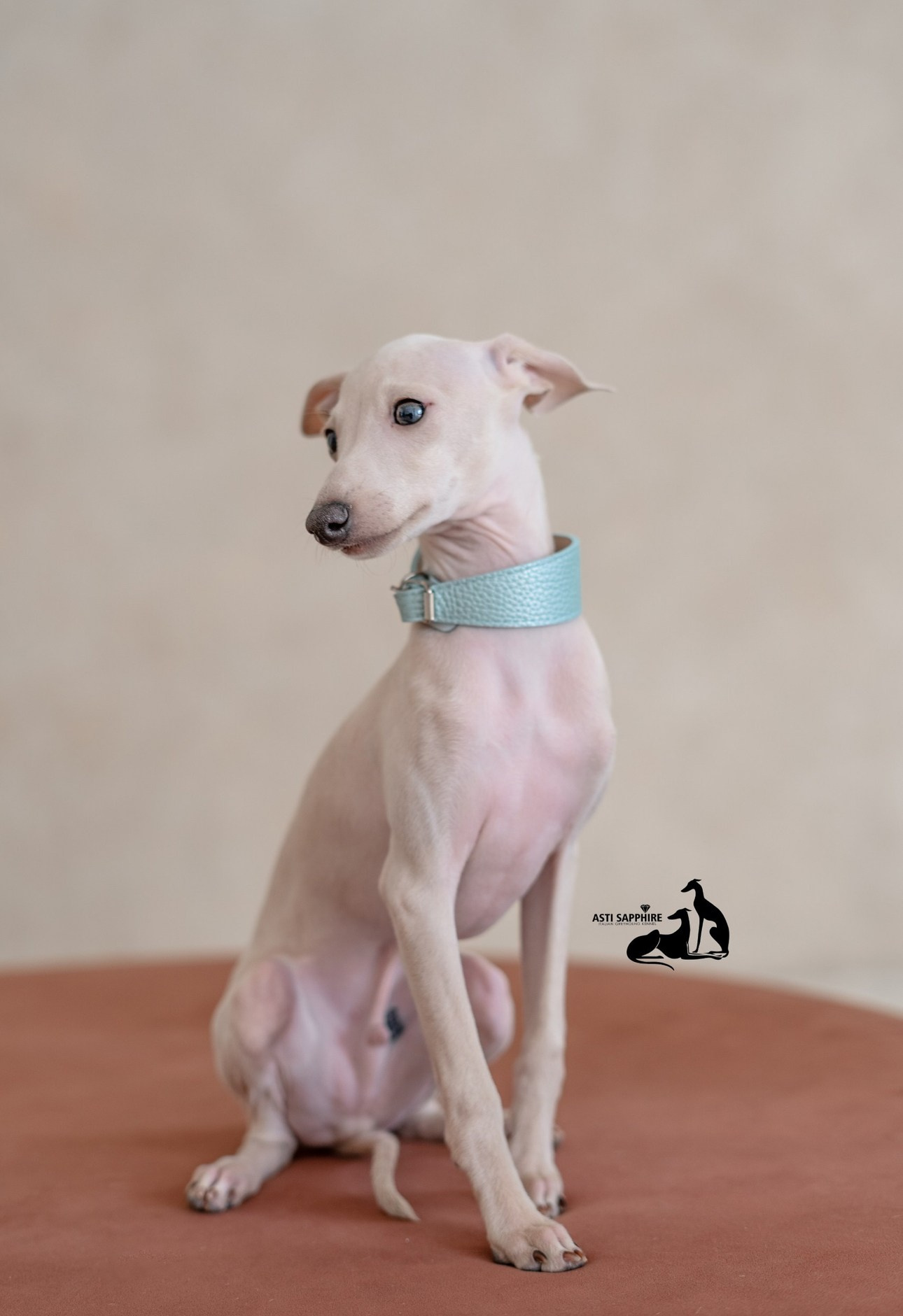 Casper boss. Профессиональный питомник левреток РКФ/FCI ASTI SAPPHIRE 💎 Сочи|Санкт-Петербург