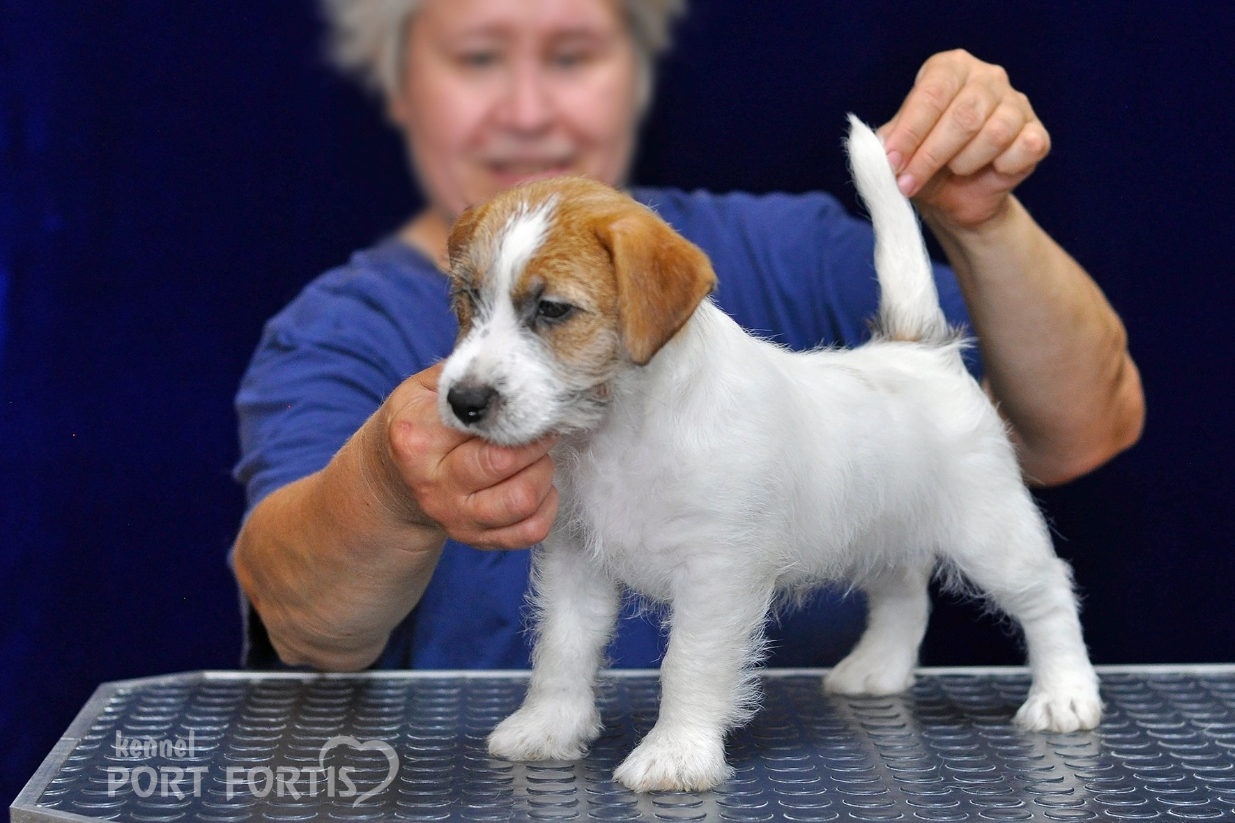 2026 Litter H female 3. Щенки джек рассел терьера, питомник РКФ, питомник джек рассел терьеров, питомник Порт Фортис, kennel PORT FORTIS