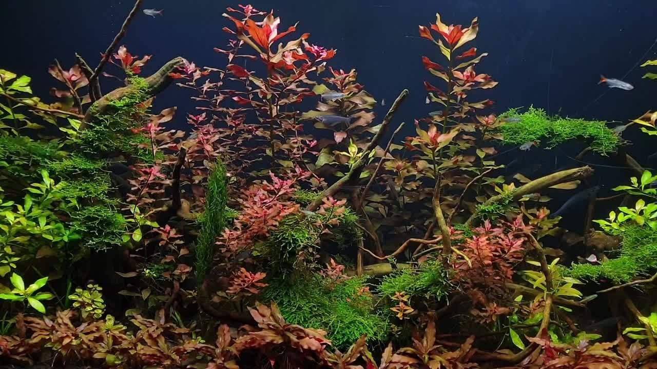 Формы жизни | ADA Галерея Москва. Аквариумист Максим Ерёмин. Aqua Maxim