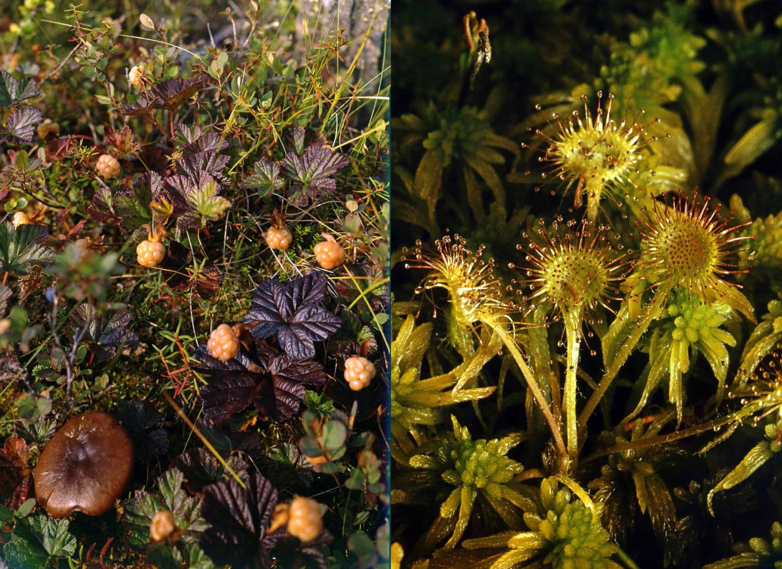 Коллекционные альбомы. ВАДИМ ГИППЕНРЕЙТЕР — ВЕЛИКИЙ ФОТОГРАФ ЗЕМЛИ РУССКОЙ