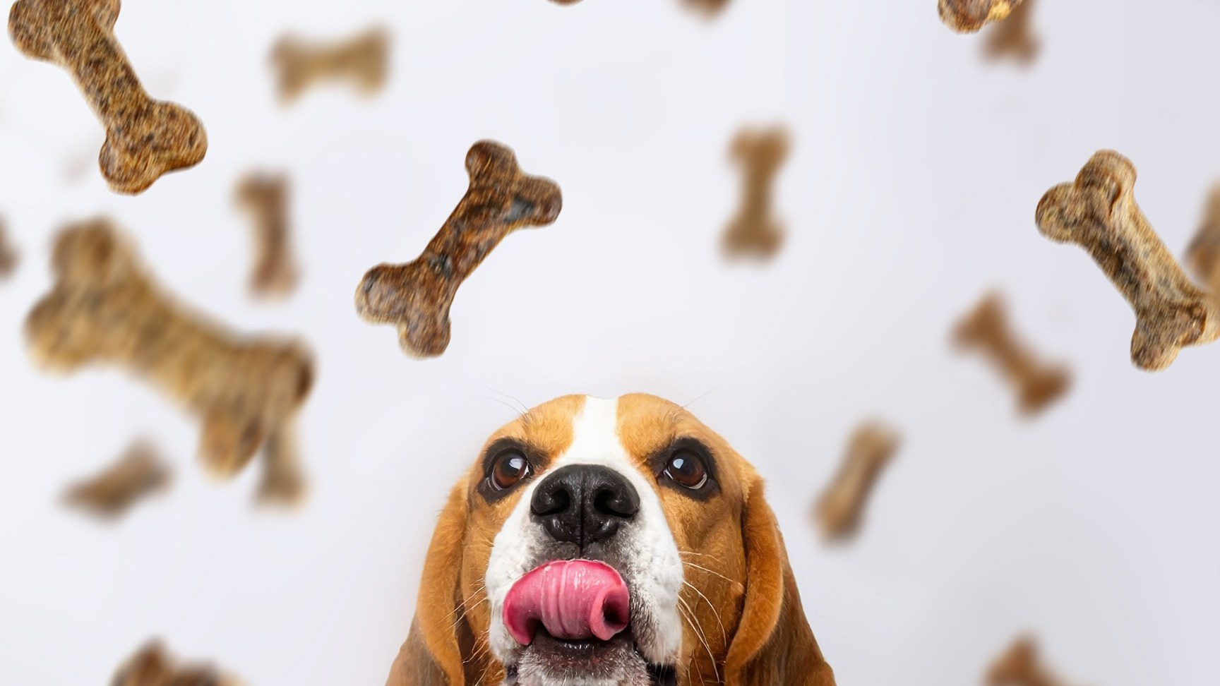 Предметная фотосъемка в СПб | Gus'Photo