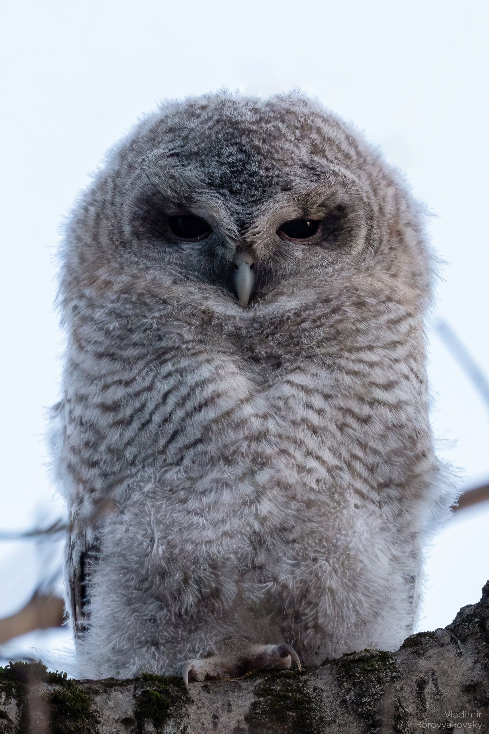 Животные. Фотограф Владимир Коровяковский