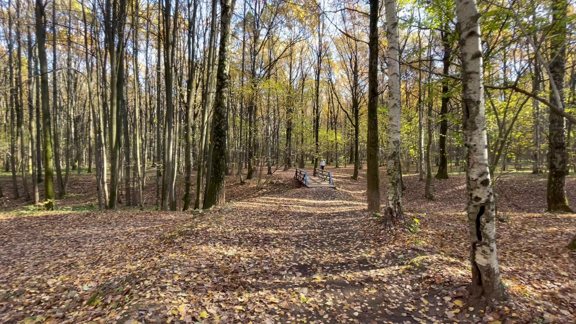 Честер и ко. осенью в Тропарево. Питомник китайских хохлатых собак Poale Ell: купить щенка в питомнике