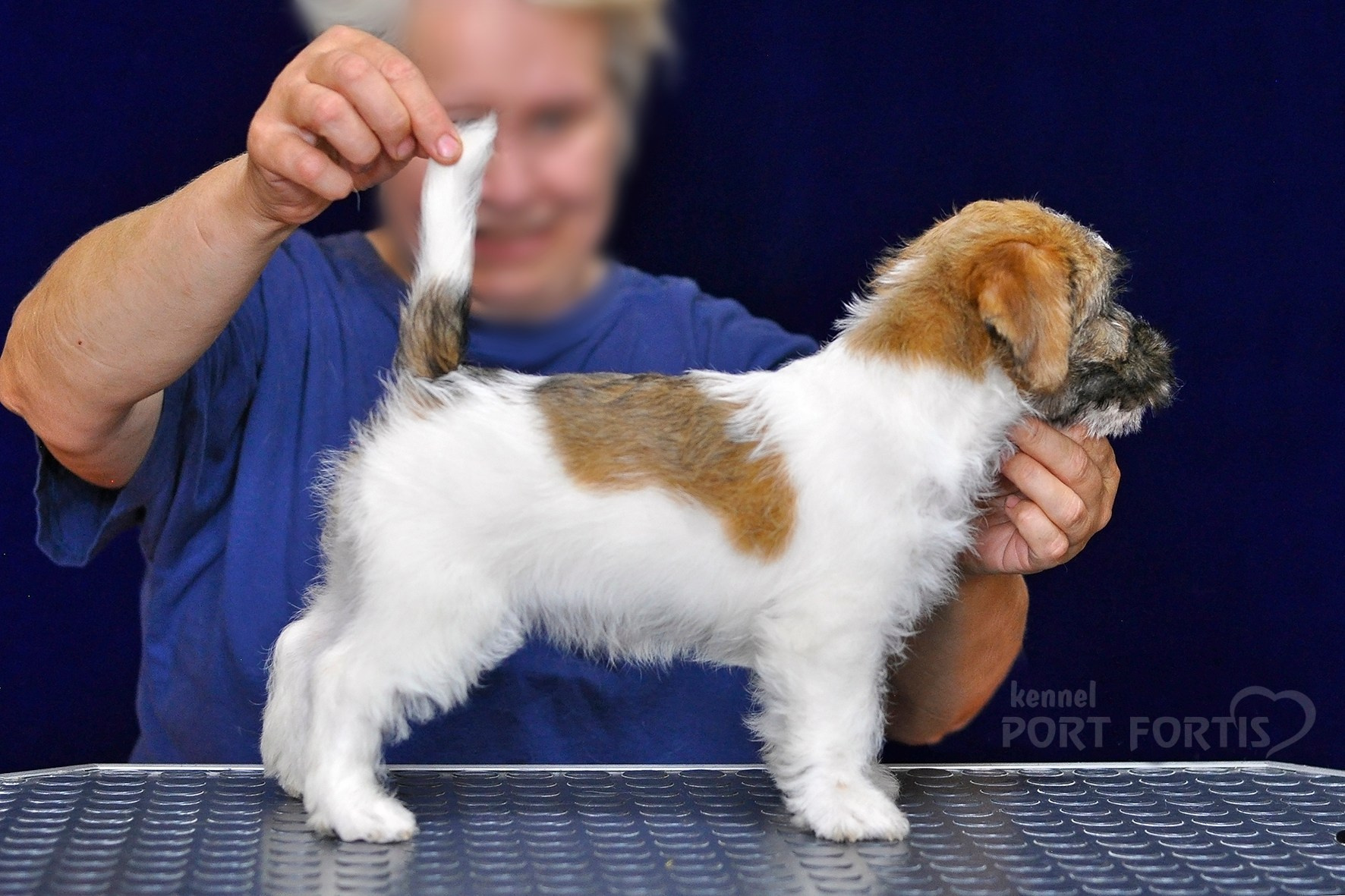 2026 Litter H female 1. Щенки джек рассел терьера, питомник РКФ, питомник джек рассел терьеров, питомник Порт Фортис, kennel PORT FORTIS