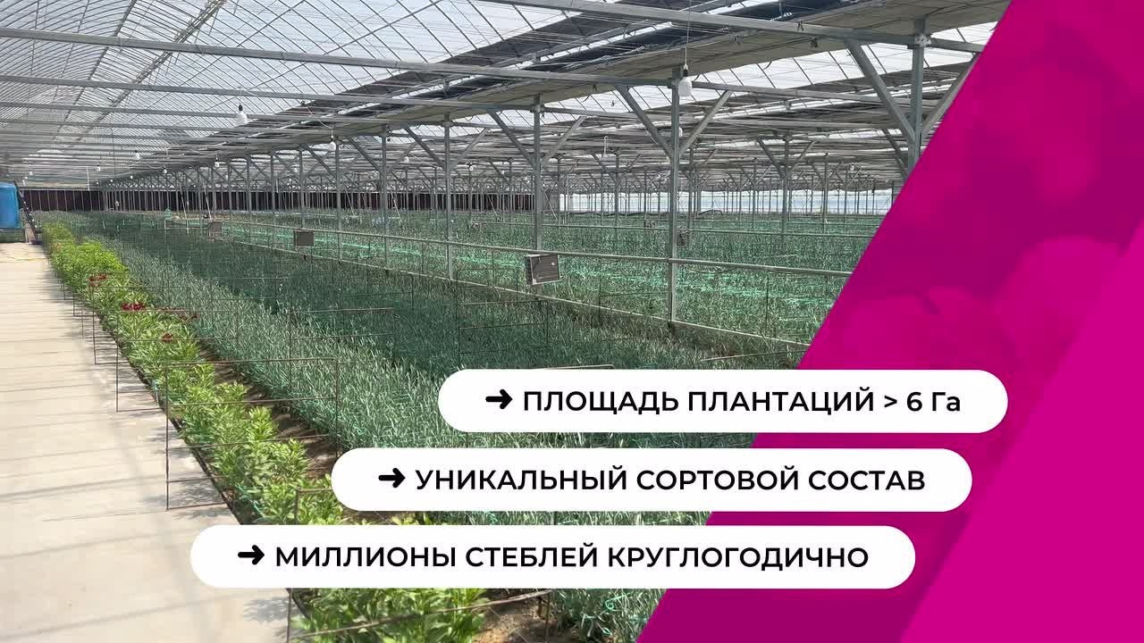 Коммерческие проекты. Ширяева Ольга