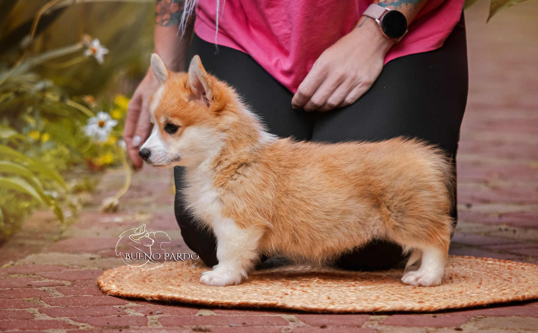 КОРГИ. Kawaii Kuma питомник собак пород Корги пемброк, Акита ину, Сиба