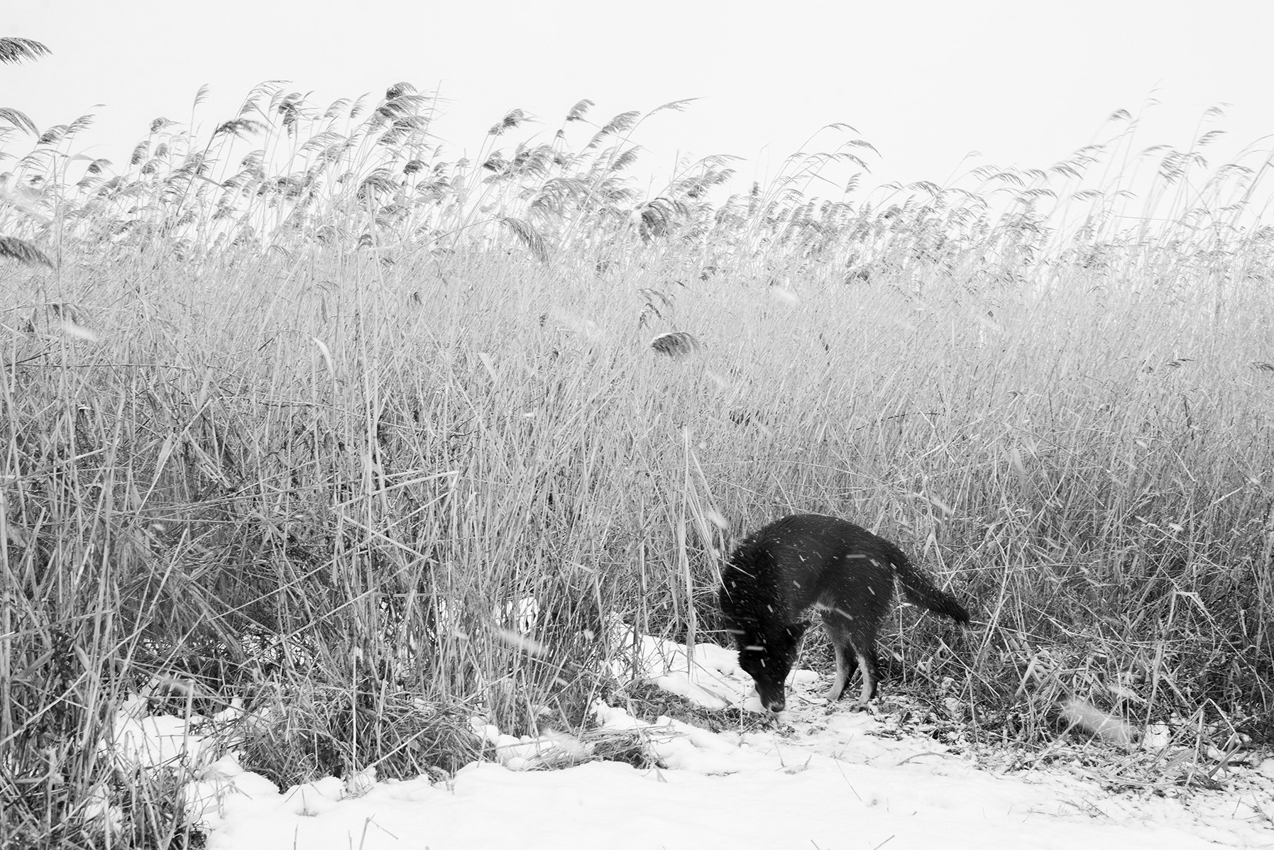Компот с виноградом и айвой. Фотограф в Москве Алейникова Евгения