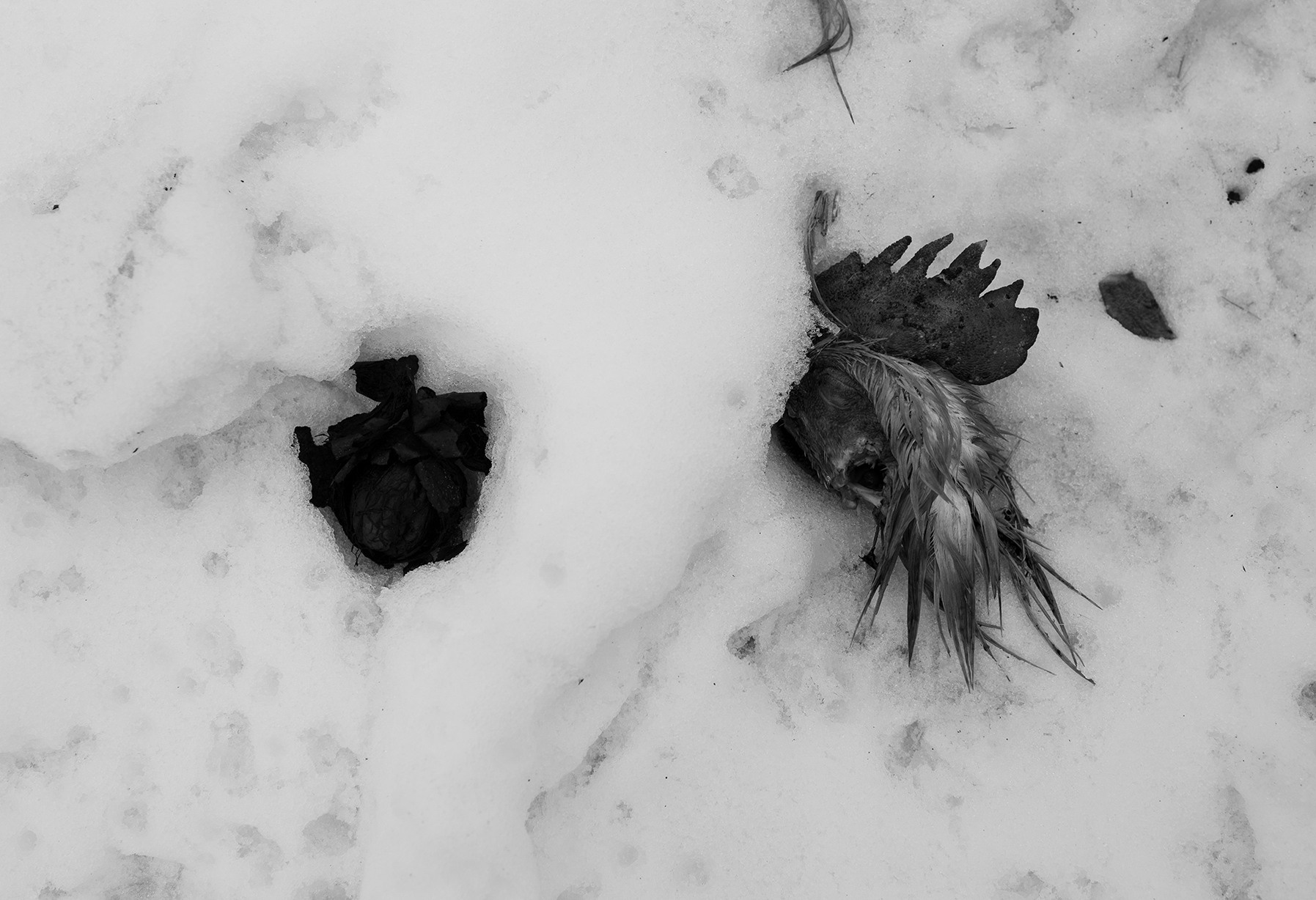 Компот с виноградом и айвой. Фотограф в Москве Алейникова Евгения