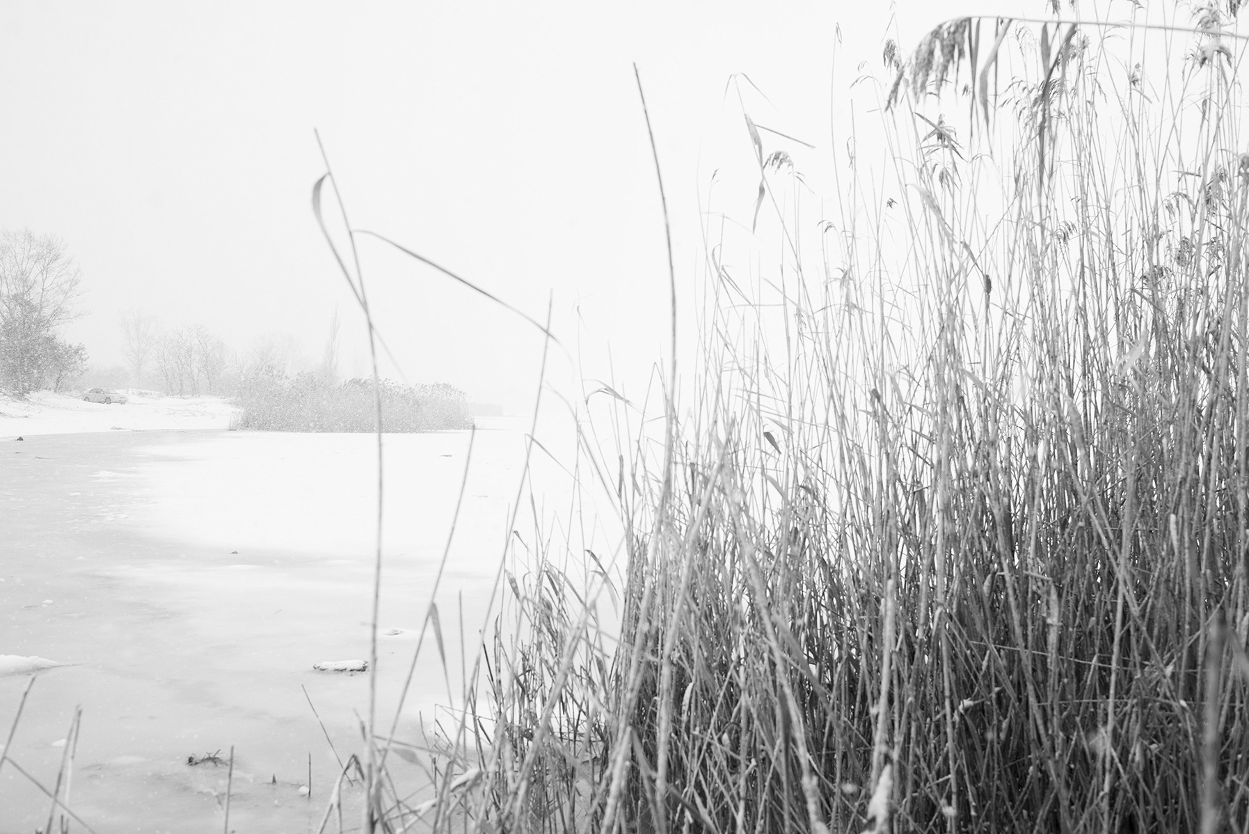 Компот с виноградом и айвой. Фотограф в Москве Алейникова Евгения