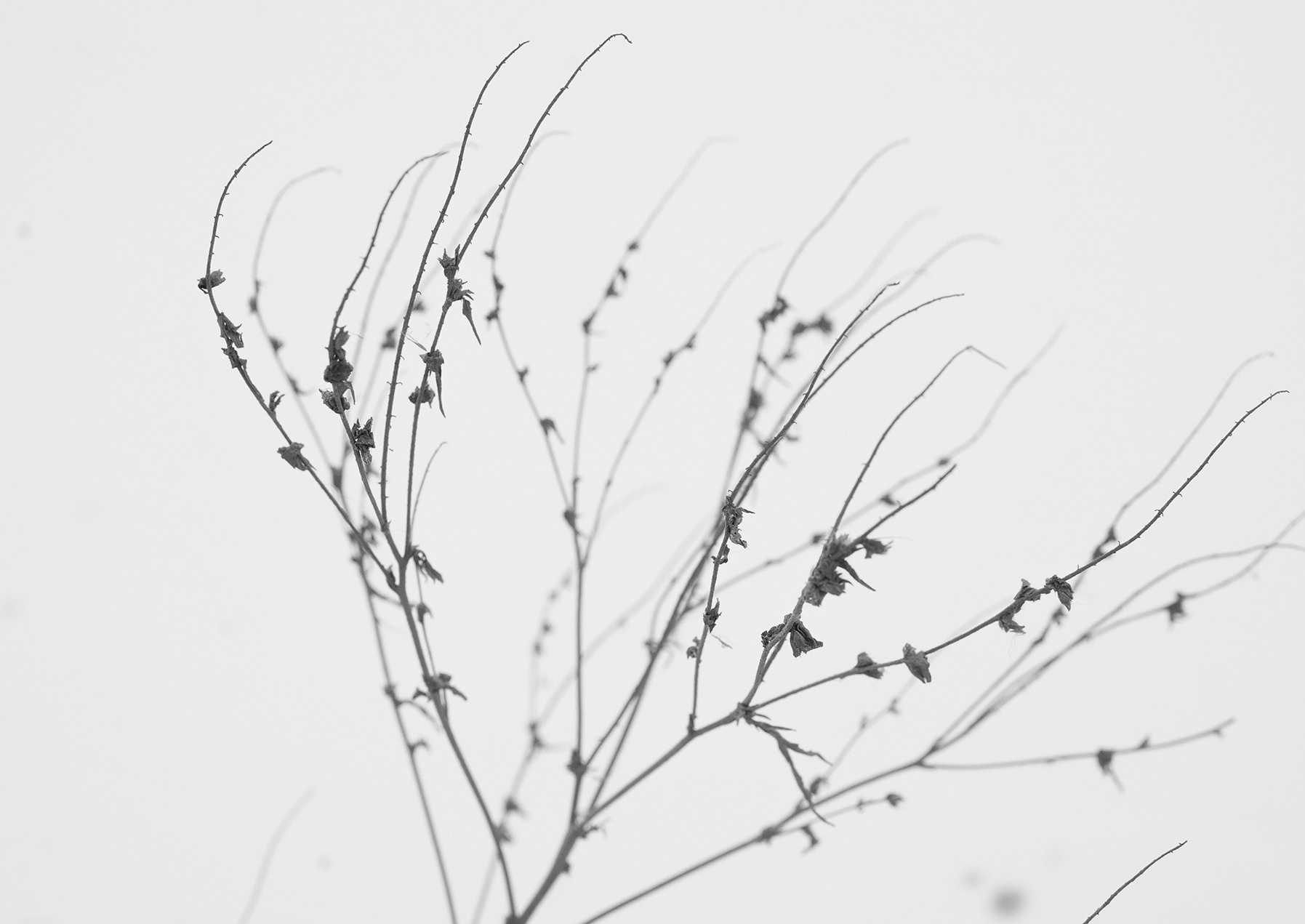 Компот с виноградом и айвой. Фотограф в Москве Алейникова Евгения