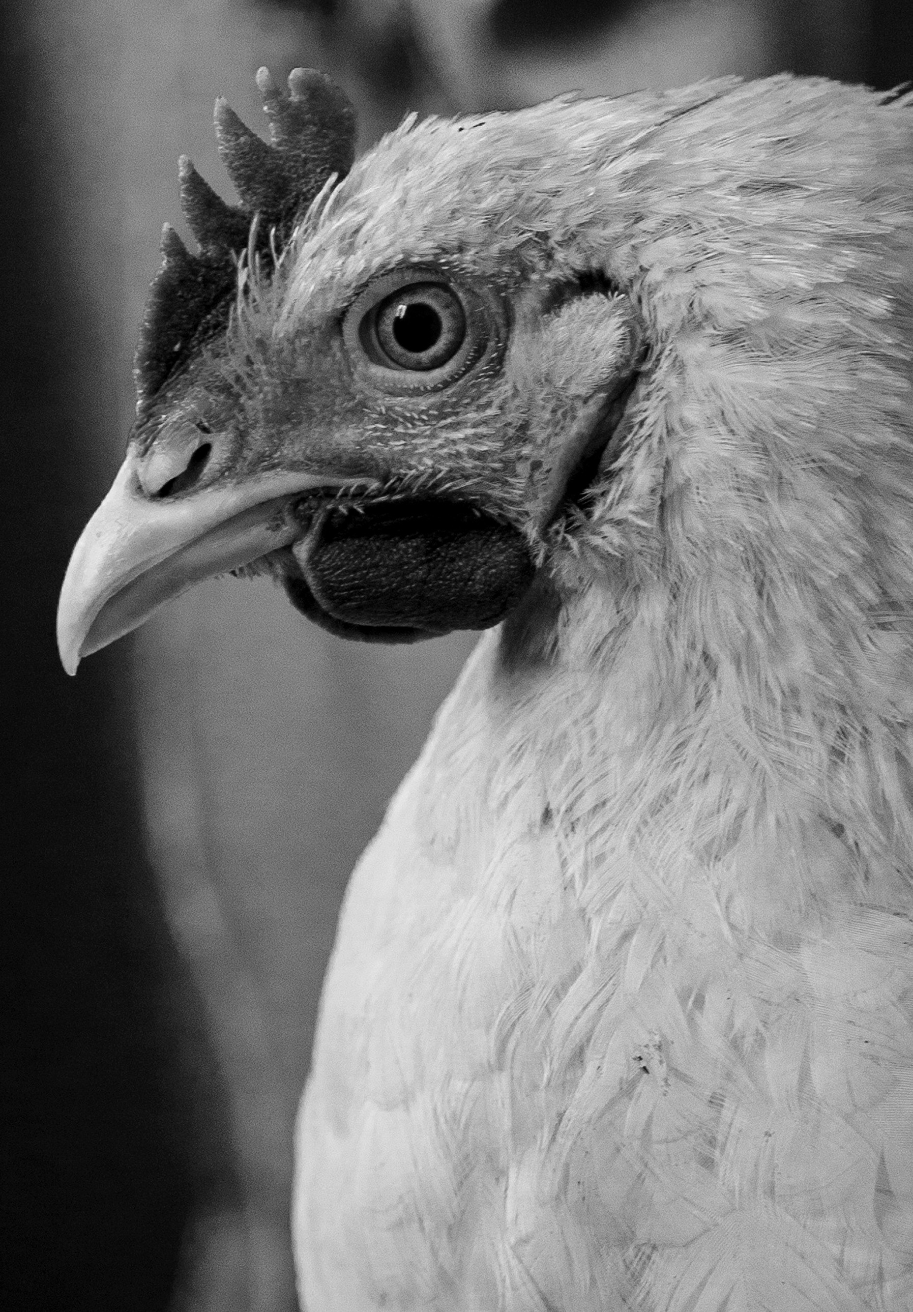 Компот с виноградом и айвой. Фотограф в Москве Алейникова Евгения