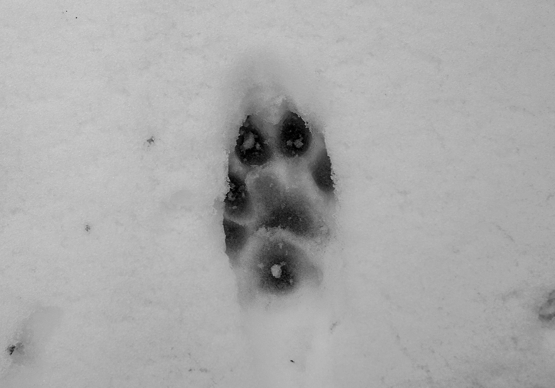 Компот с виноградом и айвой. Фотограф в Москве Алейникова Евгения