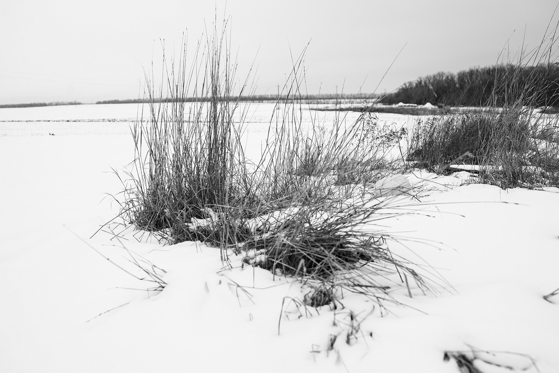 Компот с виноградом и айвой. Фотограф в Москве Алейникова Евгения