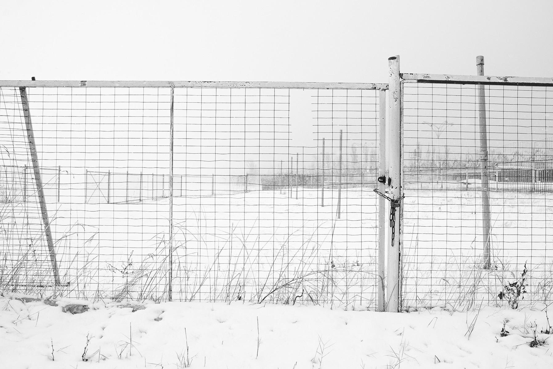 Компот с виноградом и айвой. Фотограф в Москве Алейникова Евгения