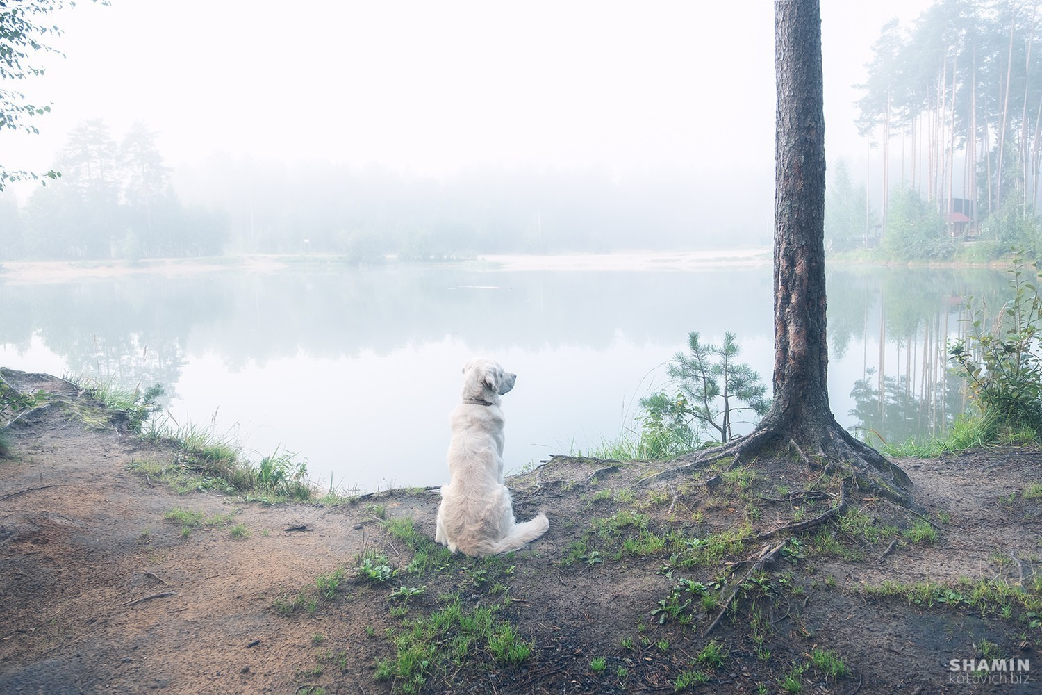 Туманное утро. Фотограф Константин Шамин