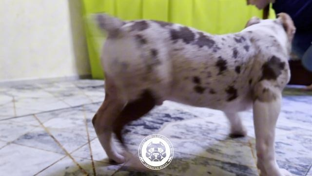 Щеночки от Каспера и Асти. Американский Булли в г. Ростов-на-Дону. Питомник THE POWER OF SIBERIA