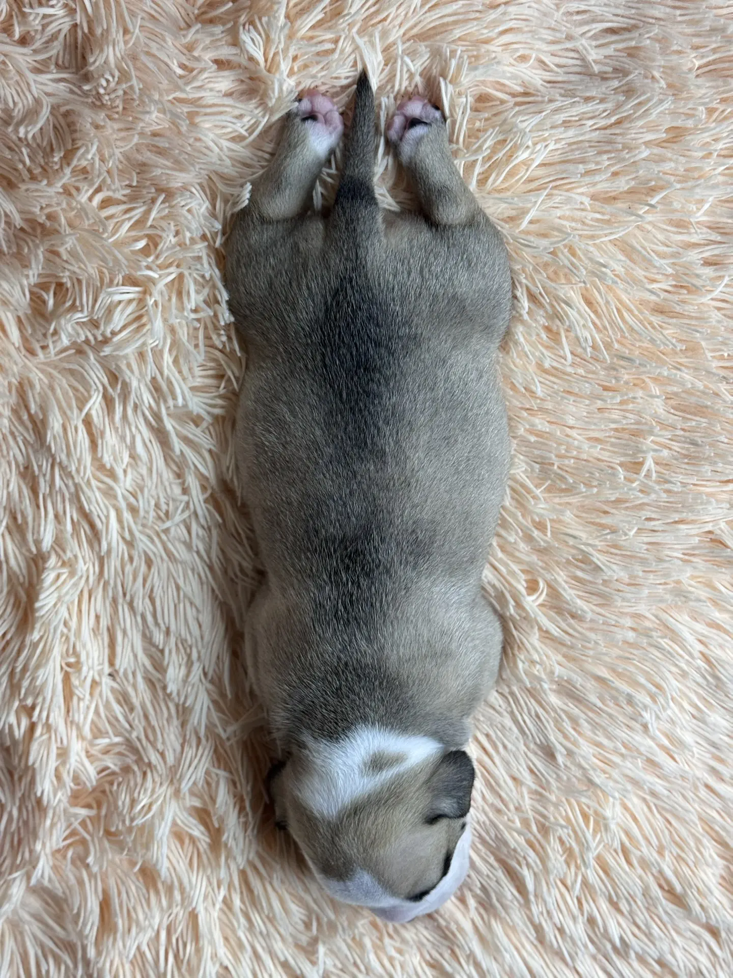 Все свободные щенки. Американский Булли в г. Ростов-на-Дону. Питомник THE POWER OF SIBERIA