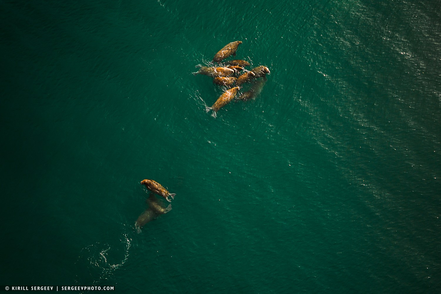 Арктическая одиссея. Фотограф Кирилл Сергеев | Москва