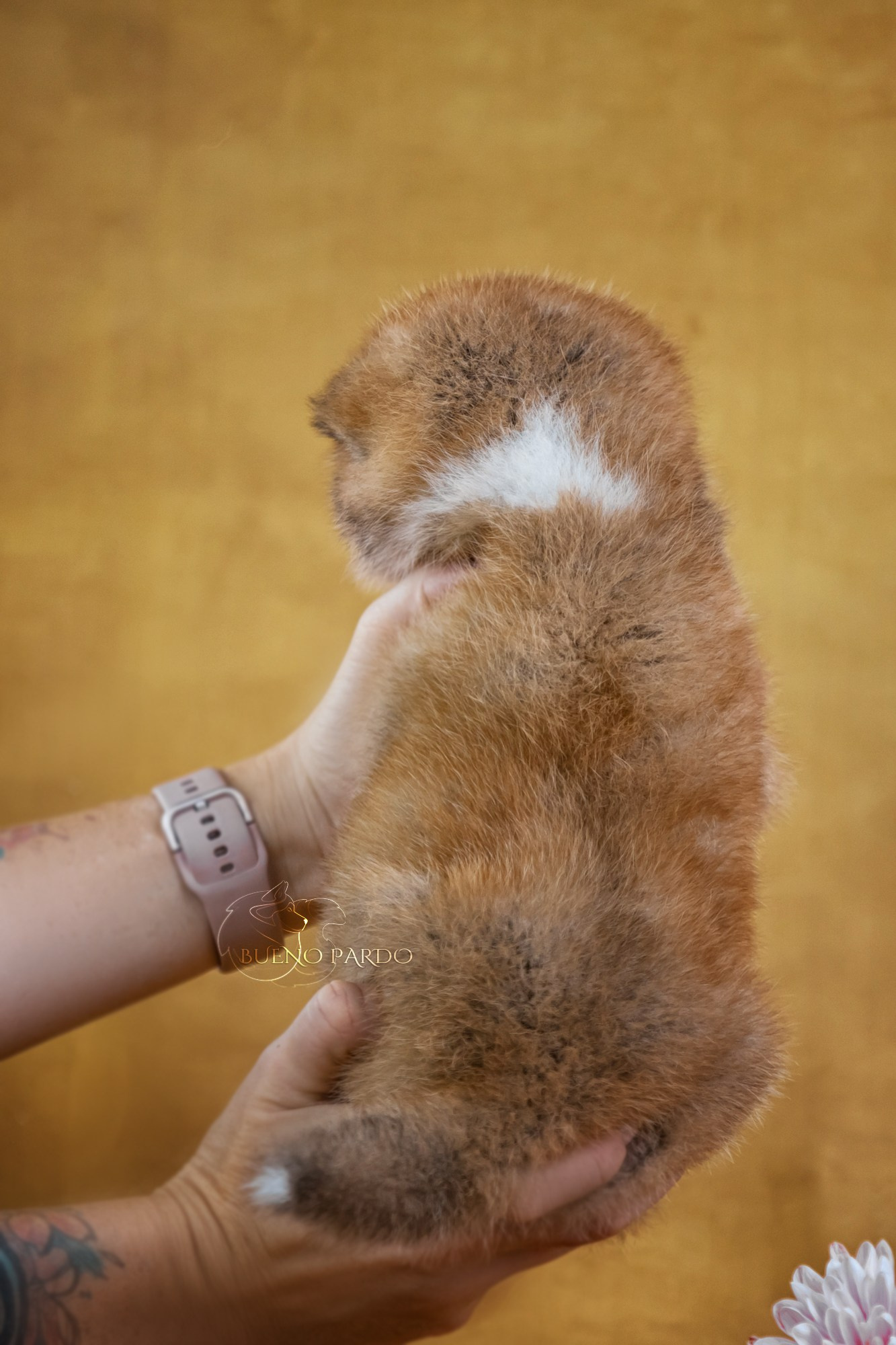 Щенки японской акита ину из питомника. Питомник собак Акита, Хаски, Корги