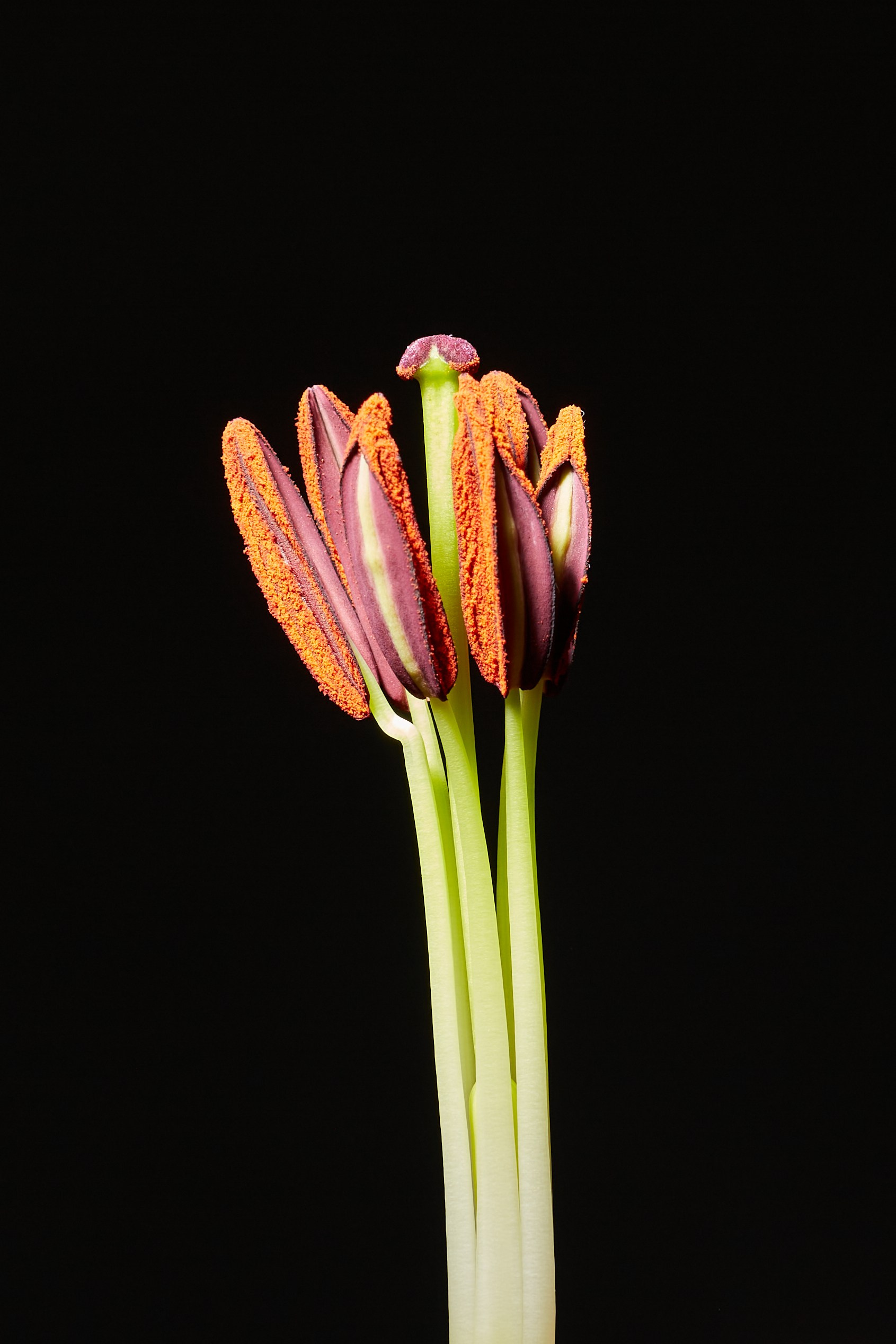 HEYDAY. Daria Blinova