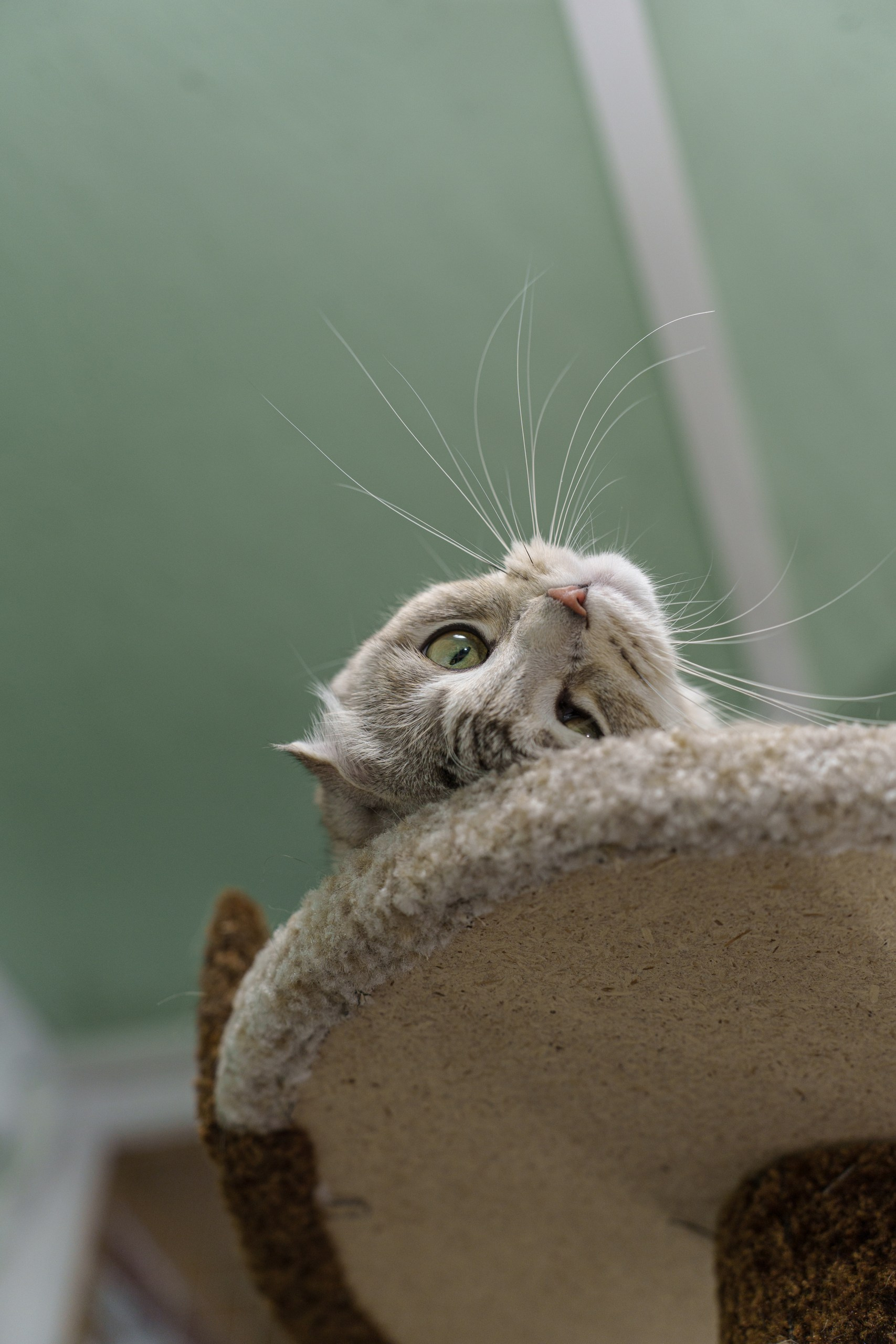 Гостиница для кошек Усики и хвостики, Красноярск