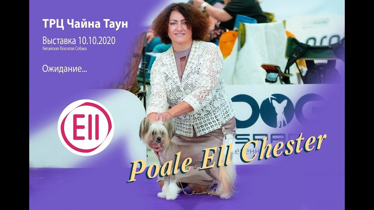 Честер BOB, BIG 2. Мы посетили две выставки. Питомник китайских хохлатых собак Poale Ell: купить щенка