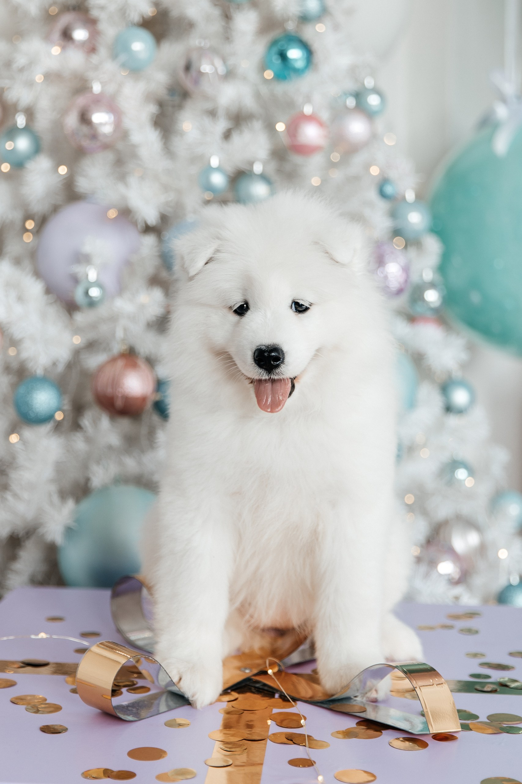 Помет «Г» 02.09.2025. Самоед Новосибирск