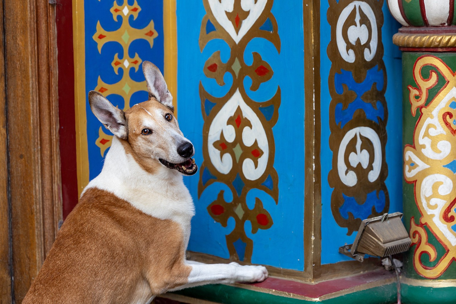 Винтик и Вита в городе. Фотограф-анималист Natalia Deingel | Фотосъемка собак в Москве