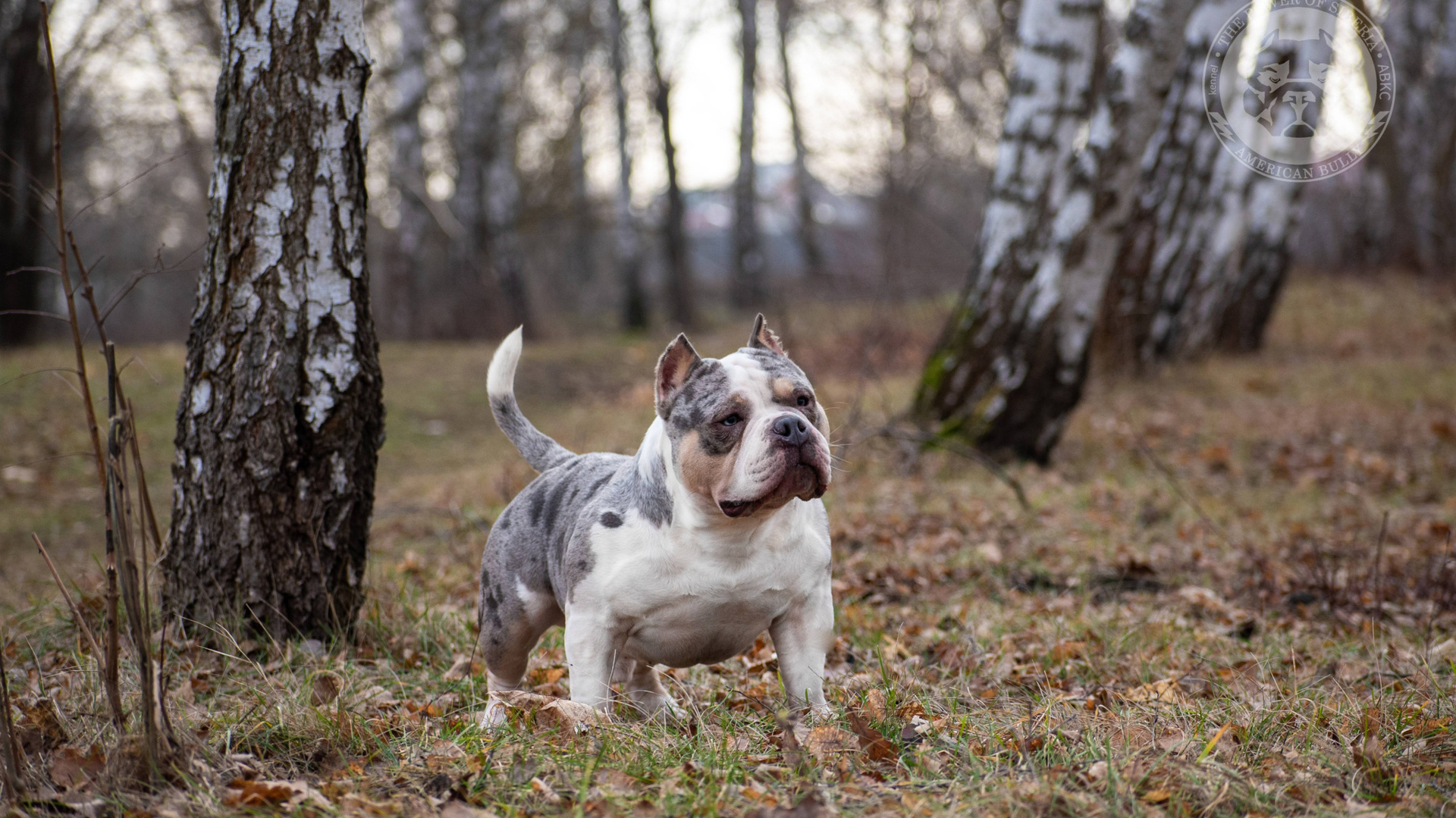 Страница Каспера. Американский Булли в г. Ростов-на-Дону. Питомник THE POWER OF SIBERIA