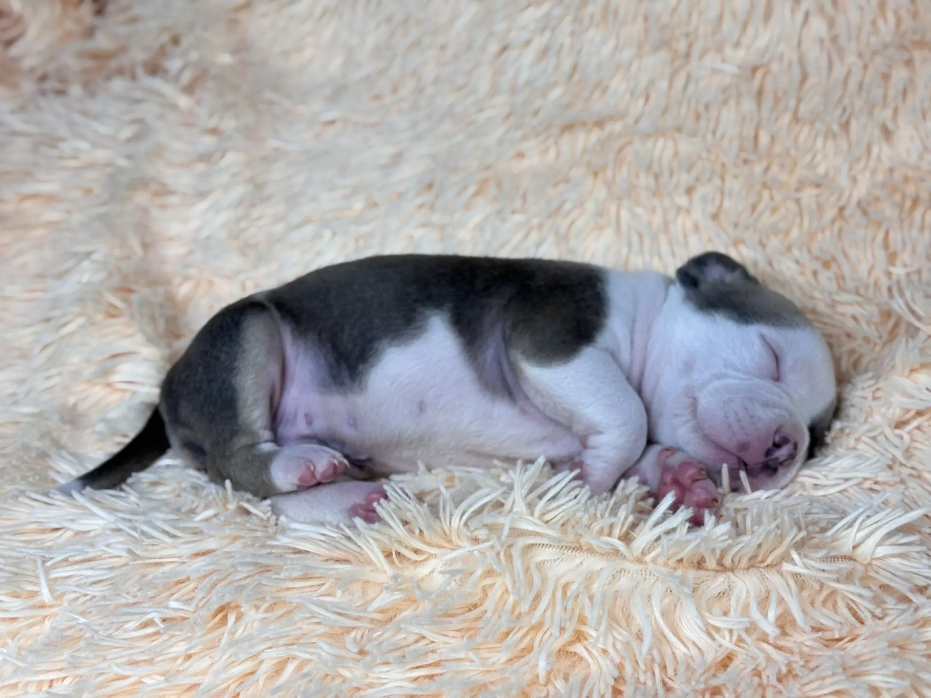 Все свободные щенки. Американский Булли в г. Ростов-на-Дону. Питомник THE POWER OF SIBERIA