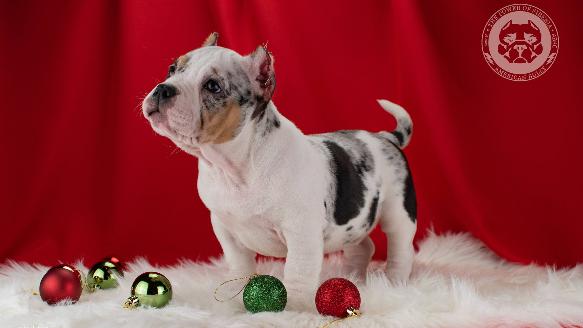 Щеночки от Каспера и Асти. Американский Булли в г. Ростов-на-Дону. Питомник THE POWER OF SIBERIA