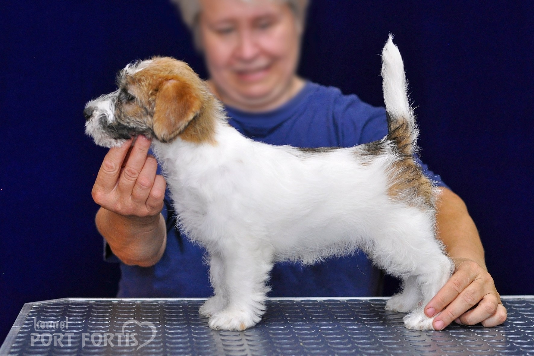 2026 Litter H female 1. Щенки джек рассел терьера, питомник РКФ, питомник джек рассел терьеров, питомник Порт Фортис, kennel PORT FORTIS