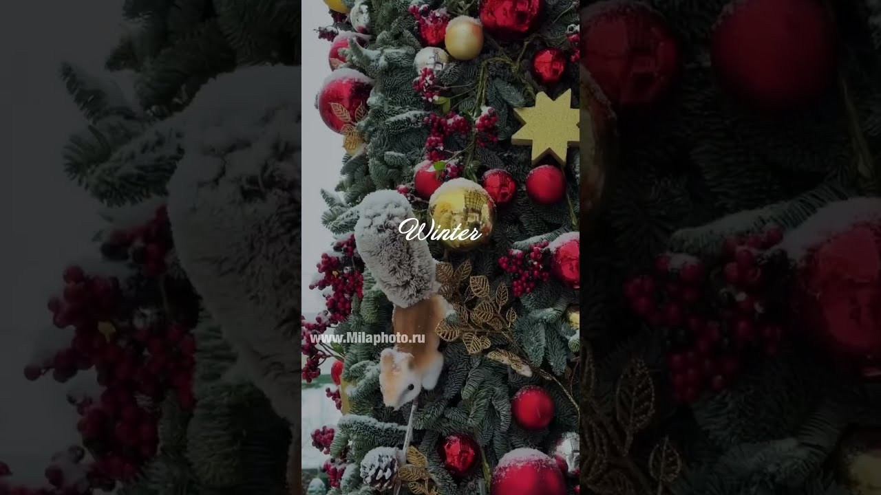 Рилс. Фото и видео Москва. Свадебный фотограф, видеограф, фотосессии, видеосъемка