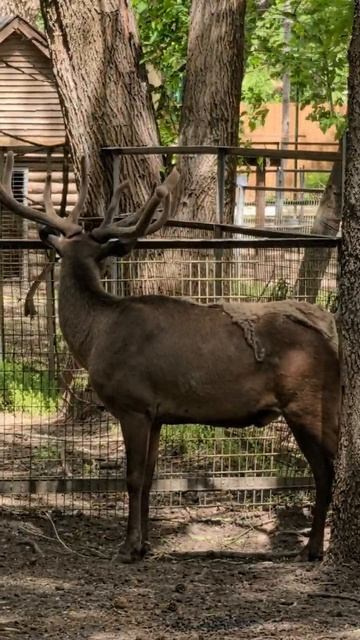 «Шагай со мной» в Ростовский зоопарк. АНО «Центра социальных проектов «Путь в большой мир»