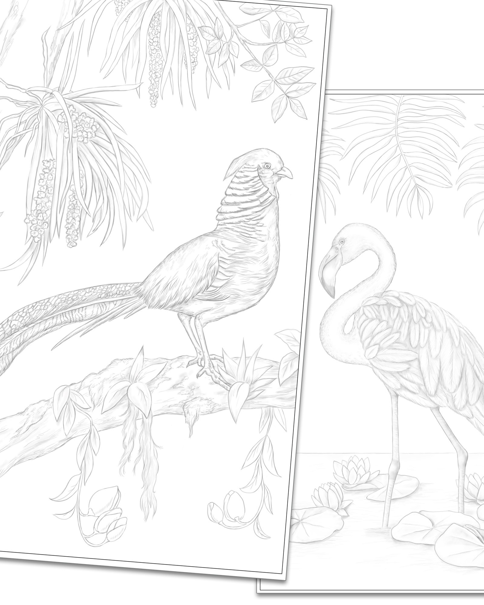 Авторская раскраска от художника Птицы. Раскраски Алёны Лазаревой