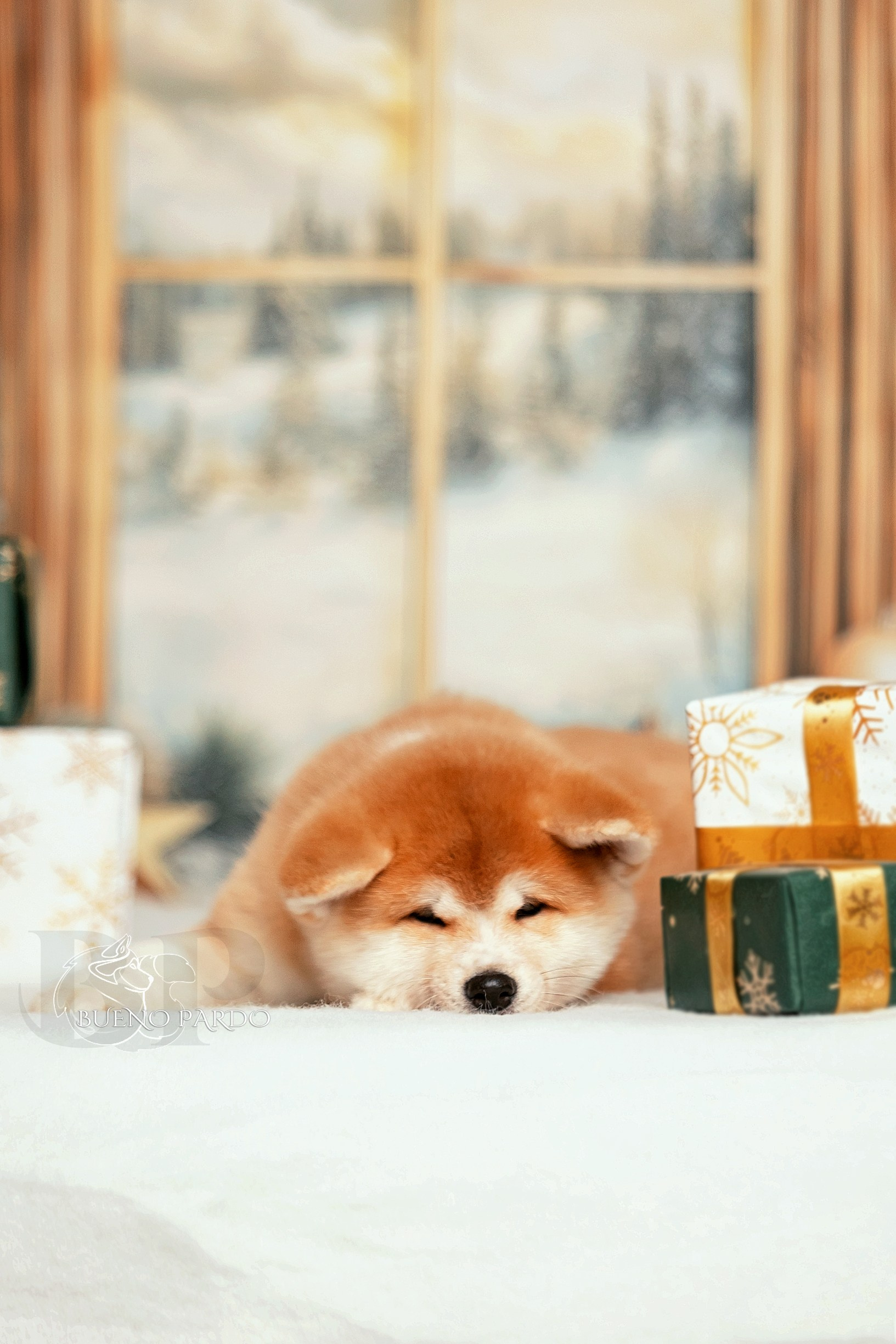 Щенки японской акита ину из питомника. Питомник собак Акита, Хаски, Корги