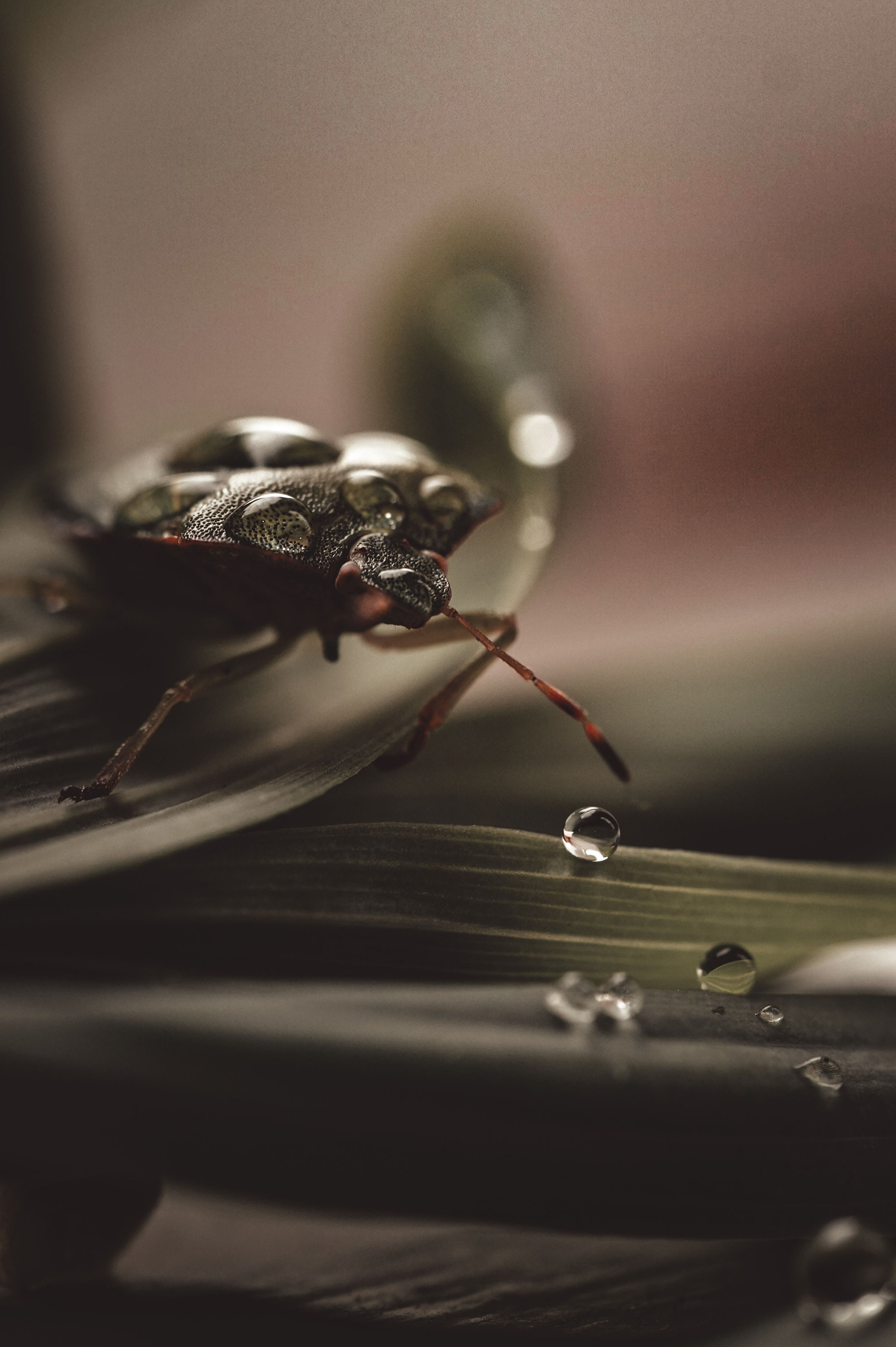 MACRO