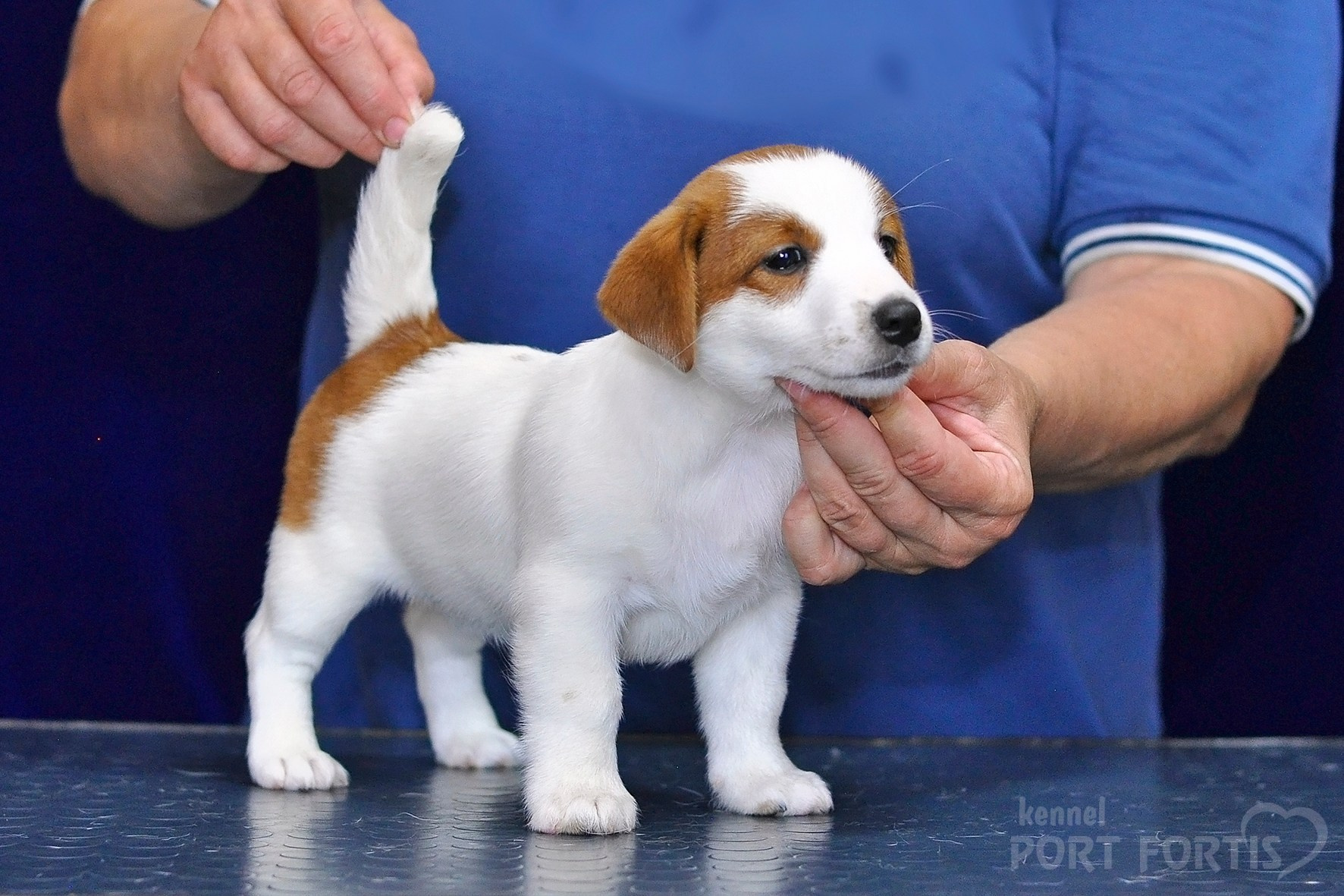 2026 Litter C-K female 2. Щенки джек рассел терьера, питомник РКФ, питомник джек рассел терьеров, питомник Порт Фортис, kennel PORT FORTIS