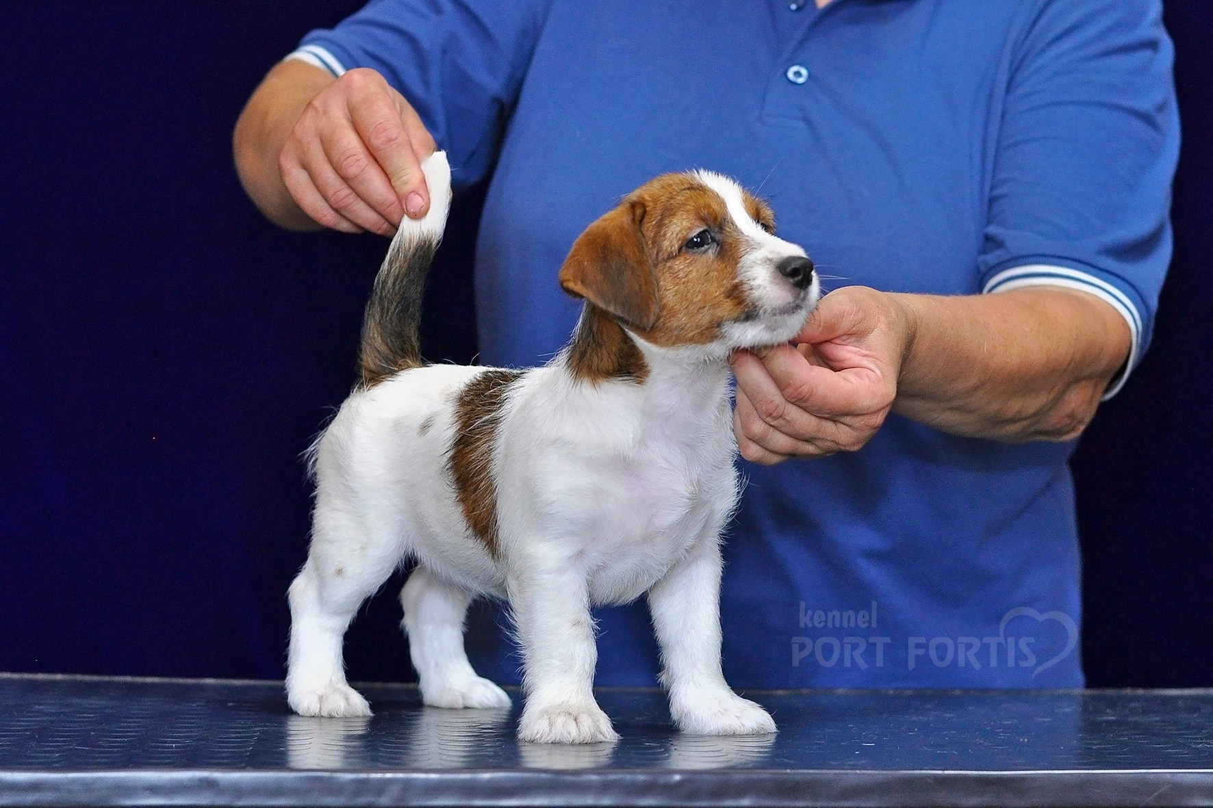 2026 Litter C-K male 1. Щенки джек рассел терьера, питомник РКФ, питомник джек рассел терьеров, питомник Порт Фортис, kennel PORT FORTIS