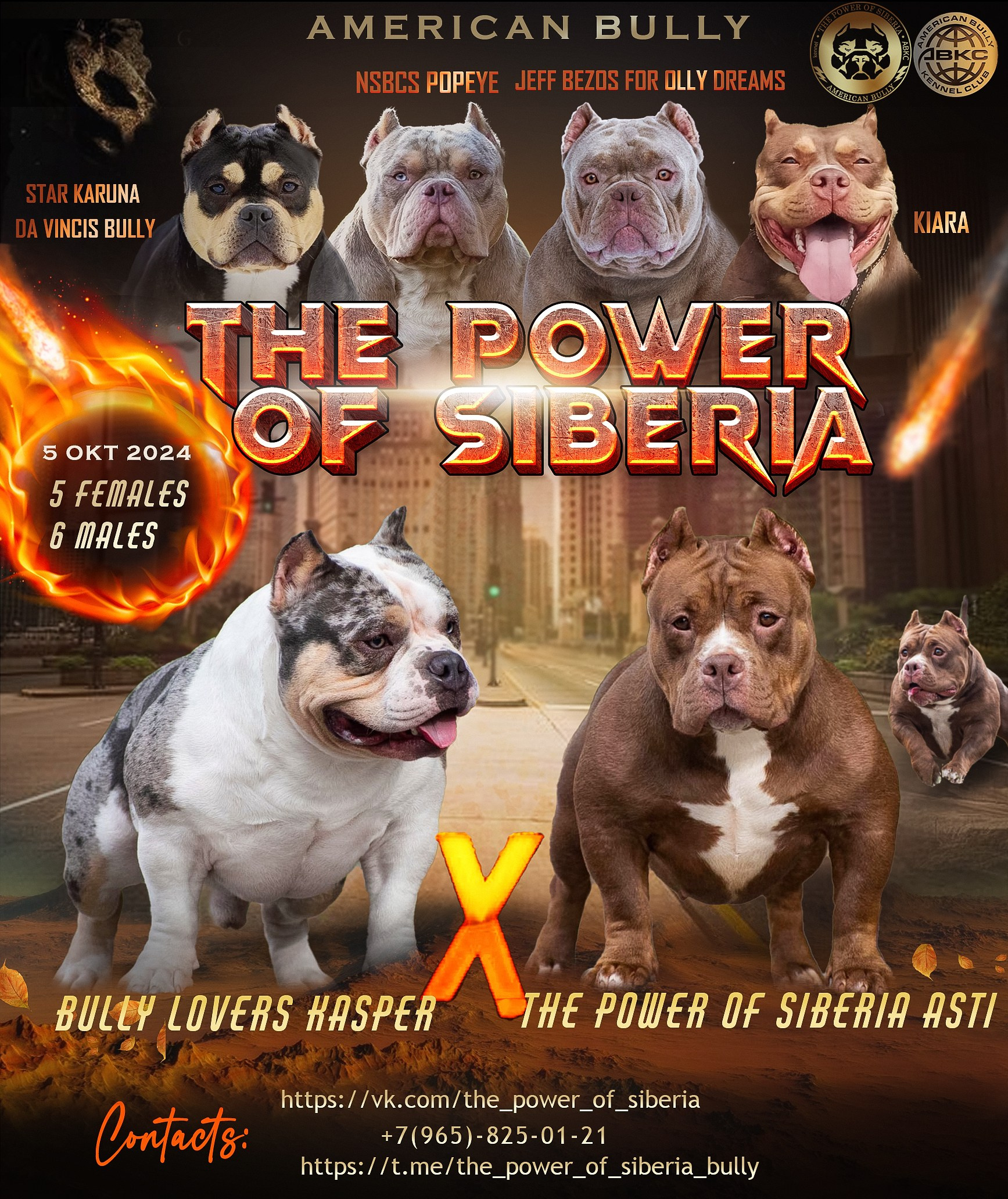 Главная — разработка. Американский Булли в г. Ростов-на-Дону. Питомник THE POWER OF SIBERIA