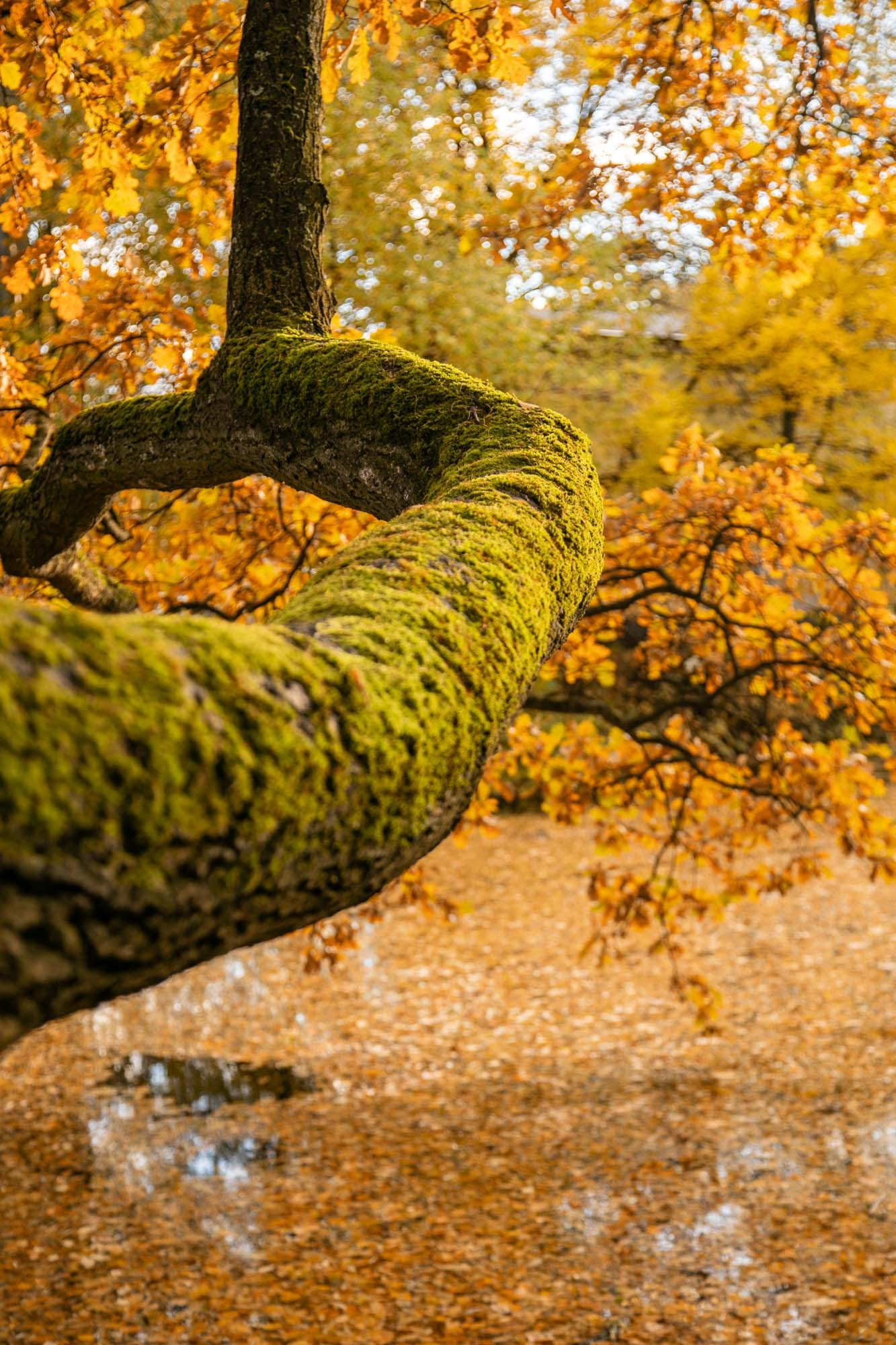 Семейный и детский фотограф в Санкт-Петербург. Natalia Fadel