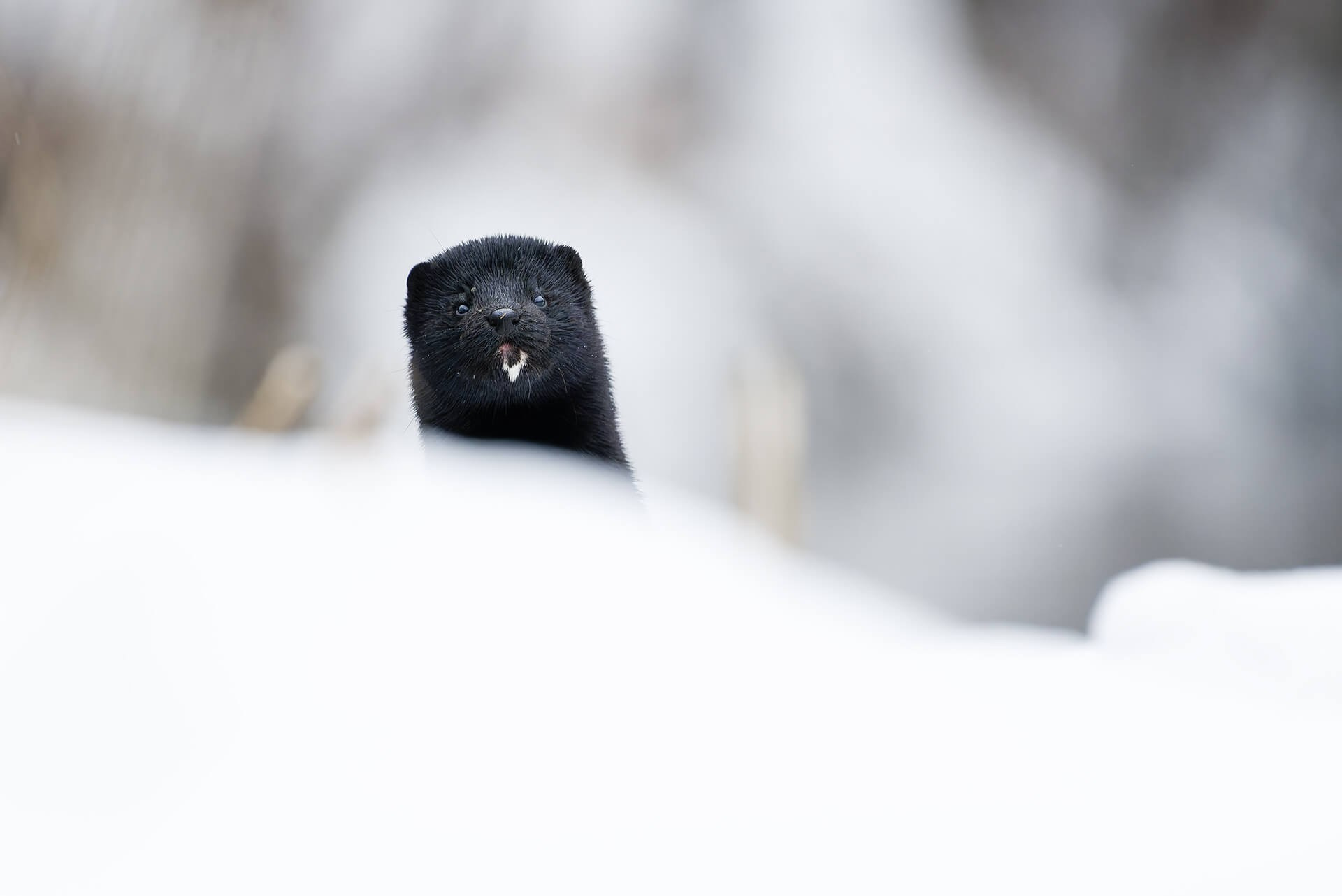 Фотограф животных и портретный фотограф в Москве Игорь Зубков