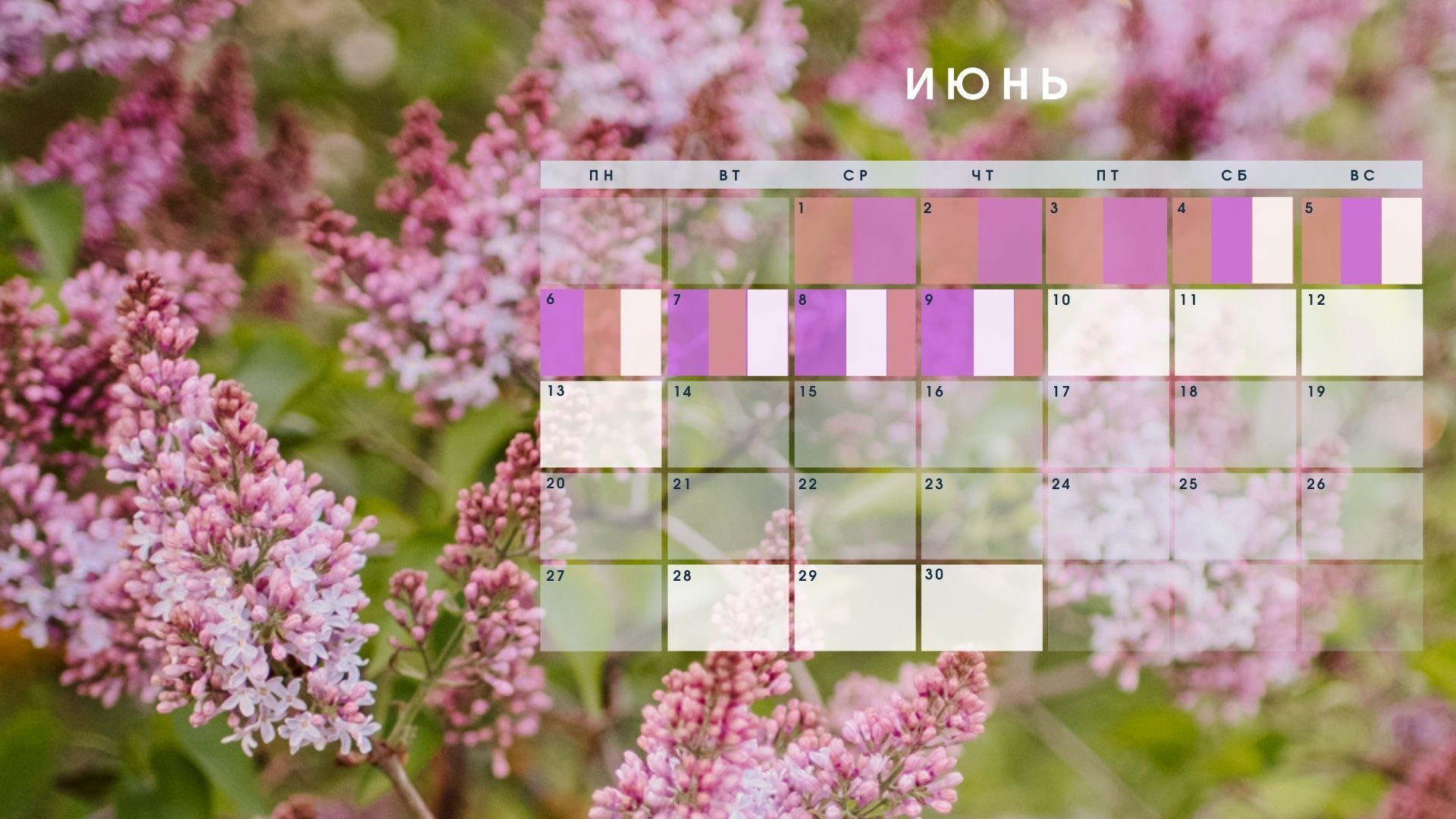 Фотосессия в яблонях в СПб, Фотосессия в цветении СПб. Семейный и Свадебный фотограф. Санкт-Петербург. Пушкин