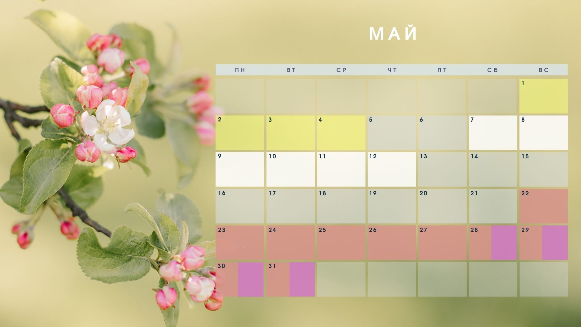 Фотосессия в яблонях в СПб, Фотосессия в цветении СПб. Семейный и Свадебный фотограф. Санкт-Петербург. Пушкин