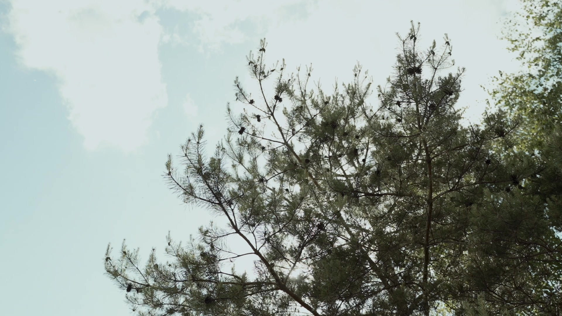 Свадебная Сьемка. PROmedia