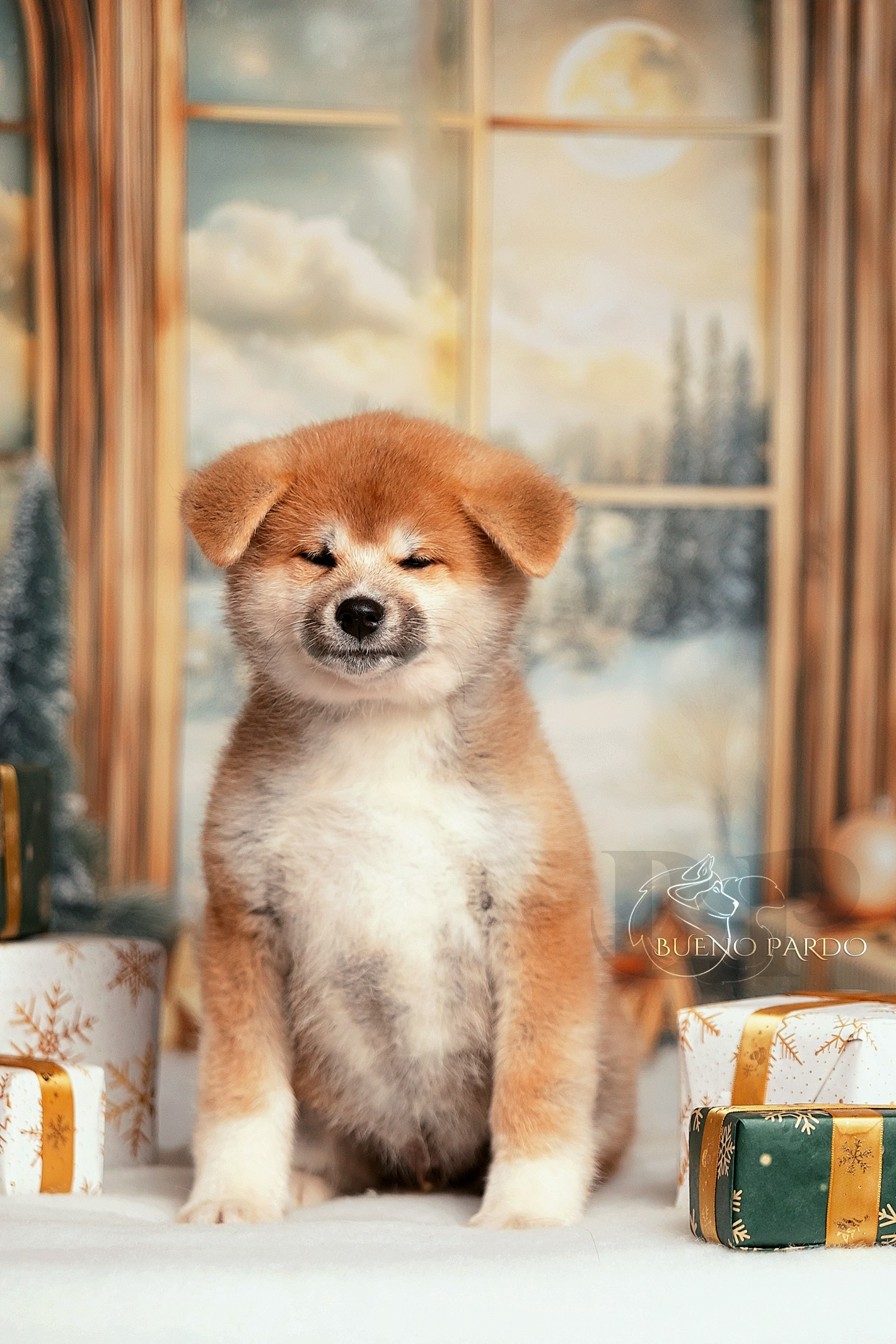 Щенки японской акита ину из питомника. Питомник собак Акита, Хаски, Корги