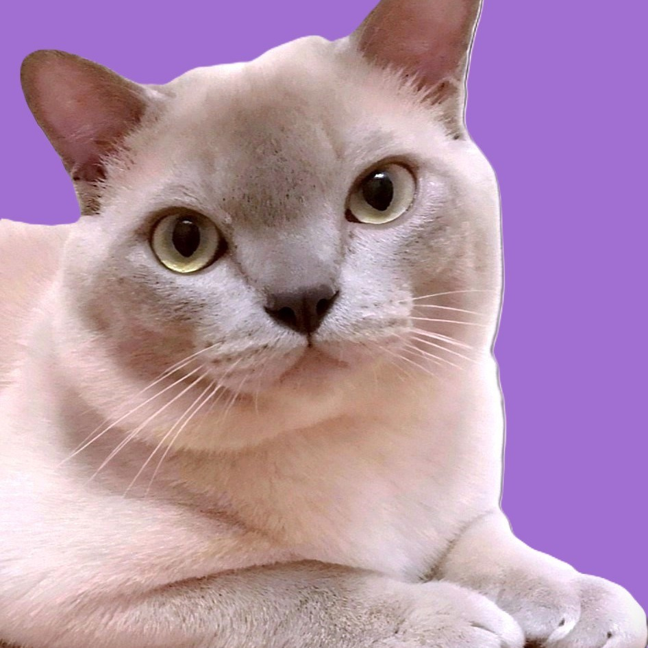 Котёнок американской бурмы. Las Burmas — питомник американской бурмы традиционных линий