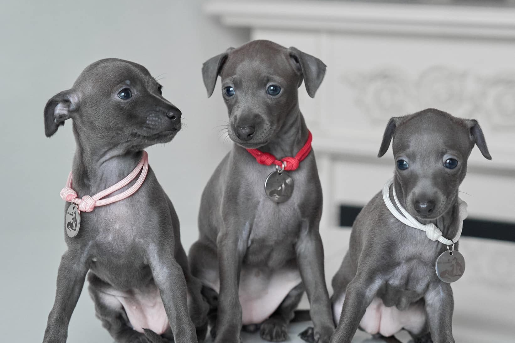 Online store. Professional Italian Greyhound Kennel RKF/FCI ASTI SAPPHIRE 💎 Sochi|St. Petersburg